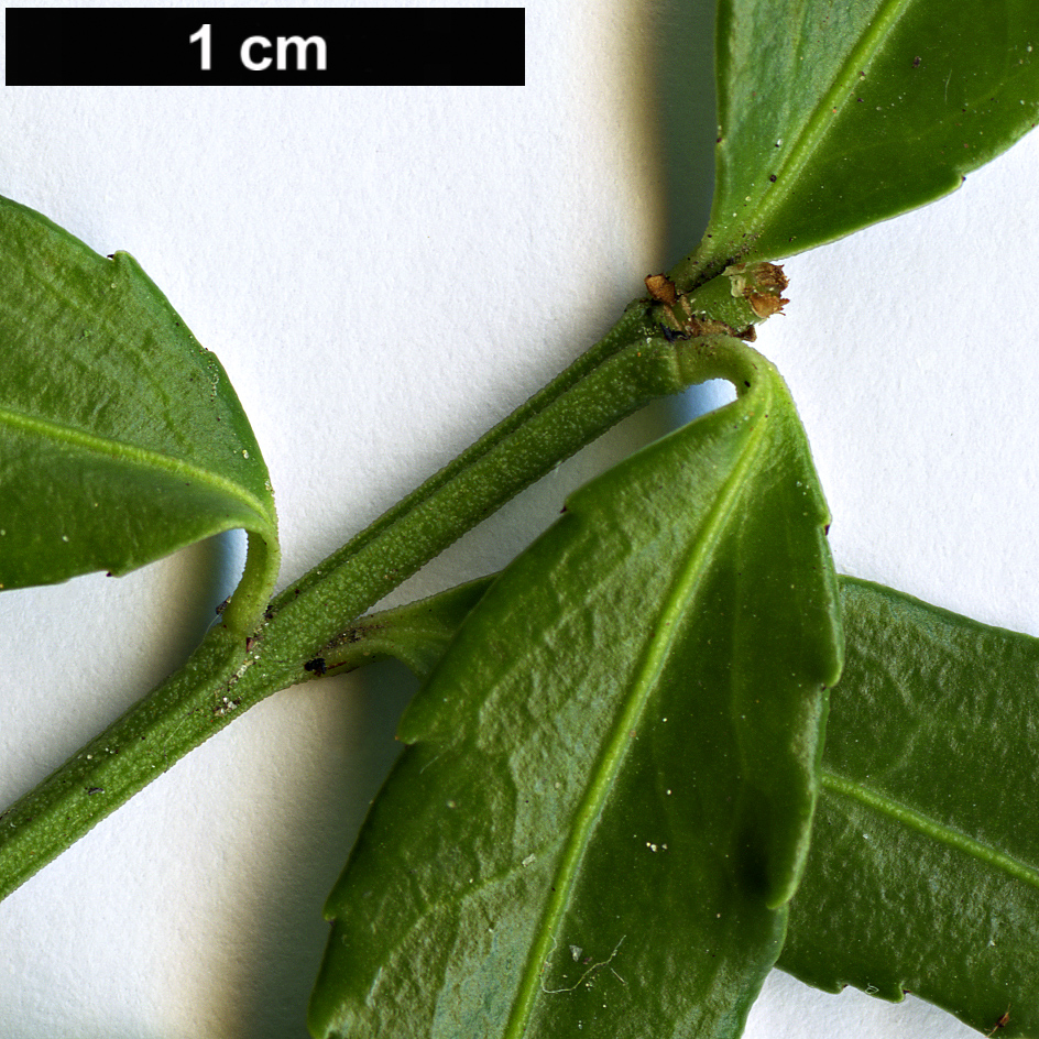 High resolution image: Family: Celastraceae - Genus: Euonymus - Taxon: yunnanensis