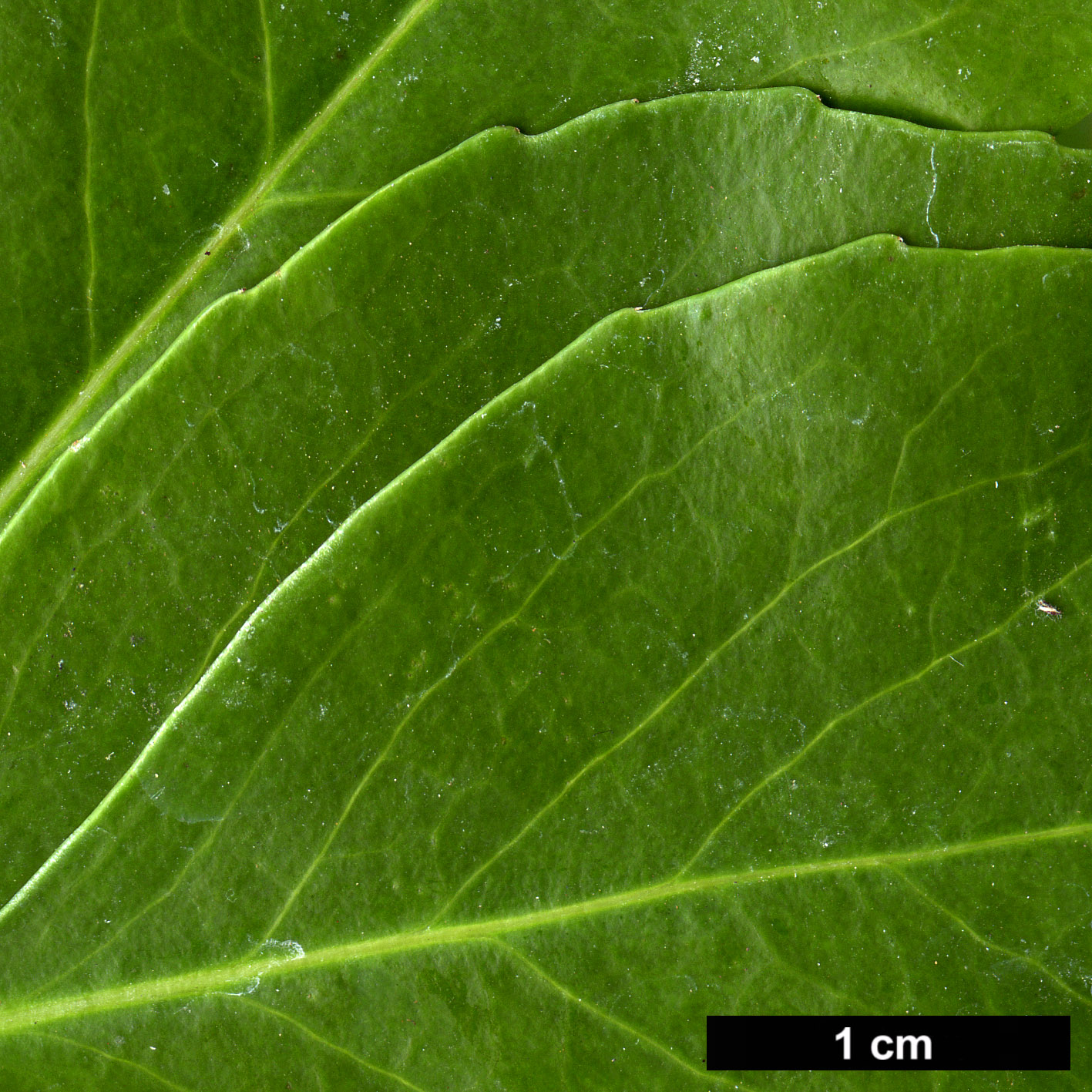 High resolution image: Family: Celastraceae - Genus: Maytenus - Taxon: canariensis