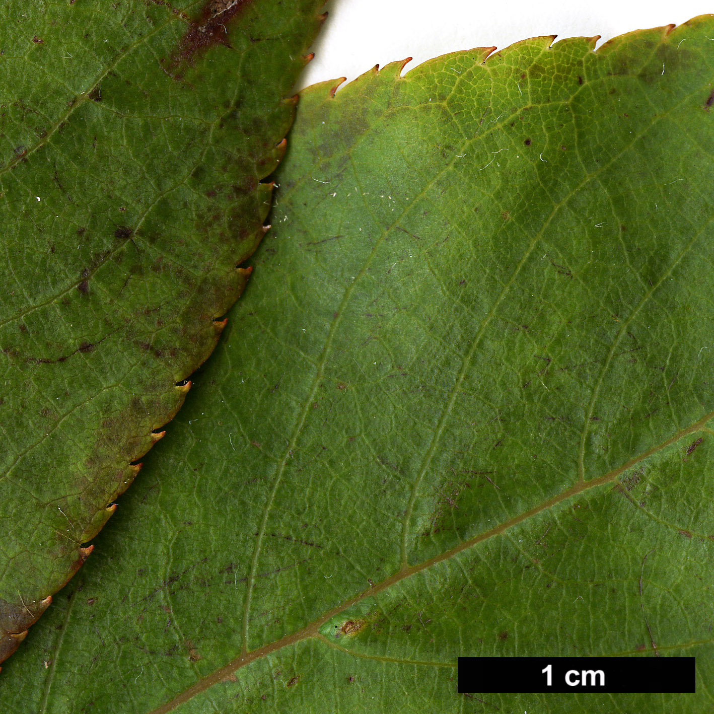 High resolution image: Family: Clethraceae - Genus: Clethra - Taxon: cavaleriei