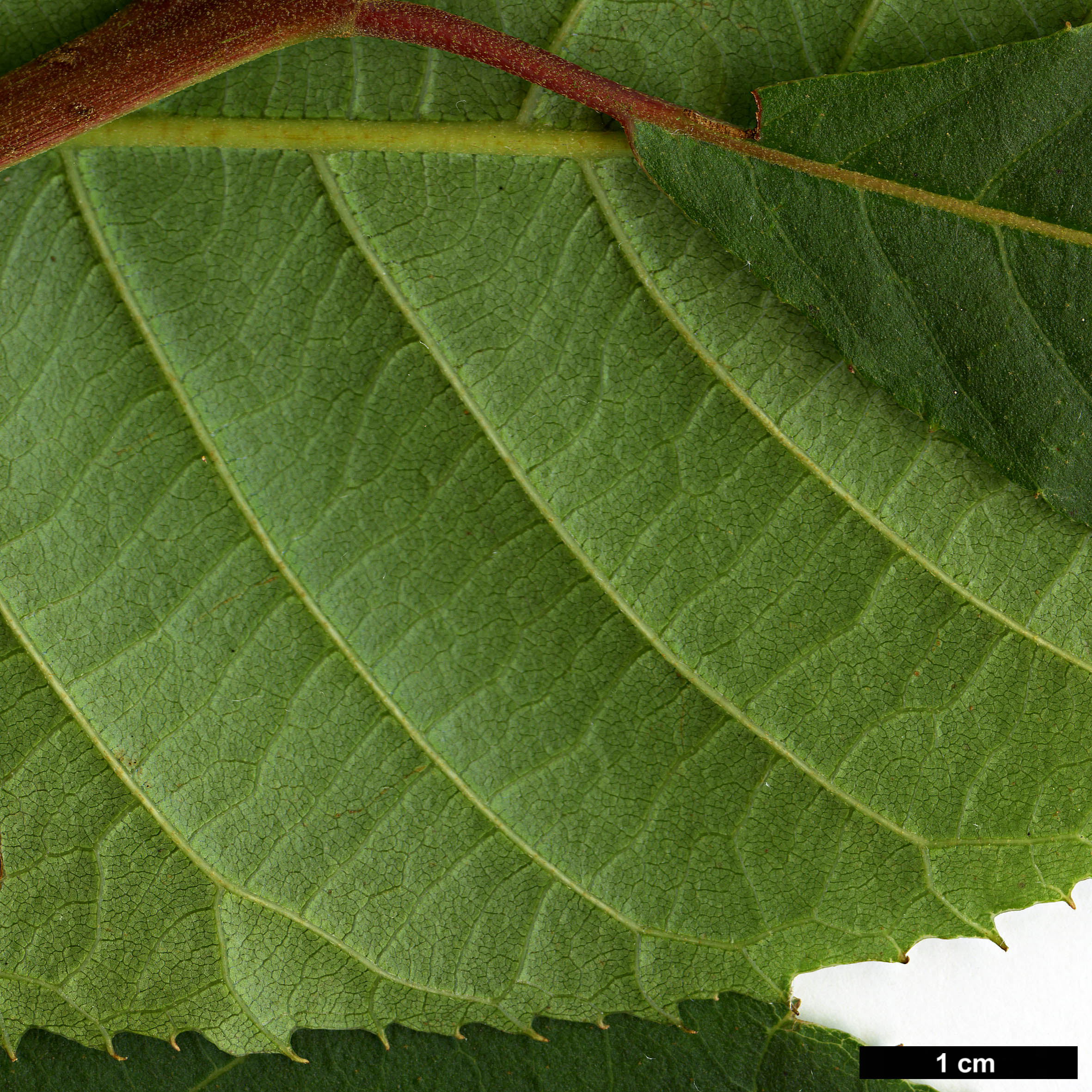 High resolution image: Family: Clethraceae - Genus: Clethra - Taxon: conzattiana