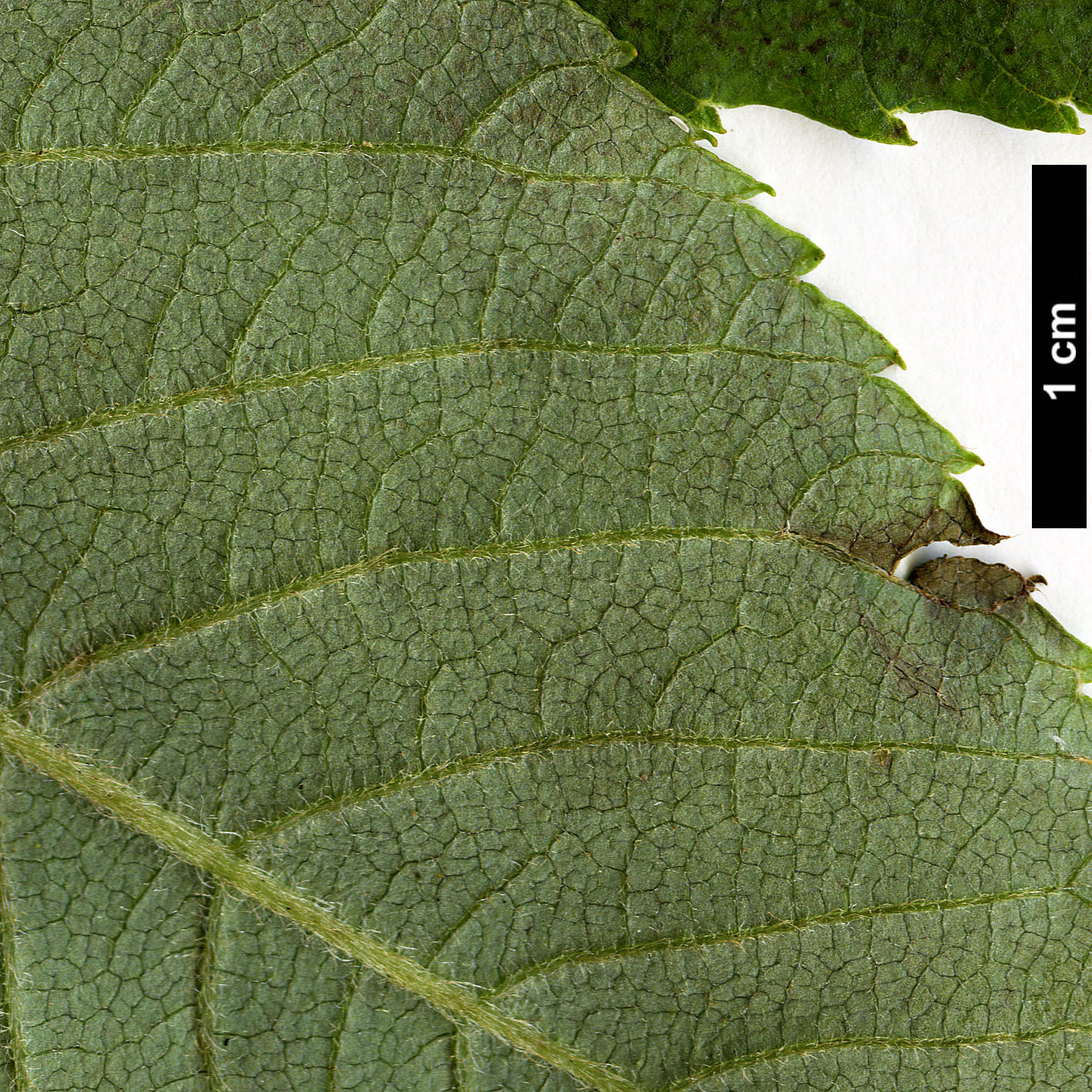 High resolution image: Family: Clethraceae - Genus: Clethra - Taxon: delavayi