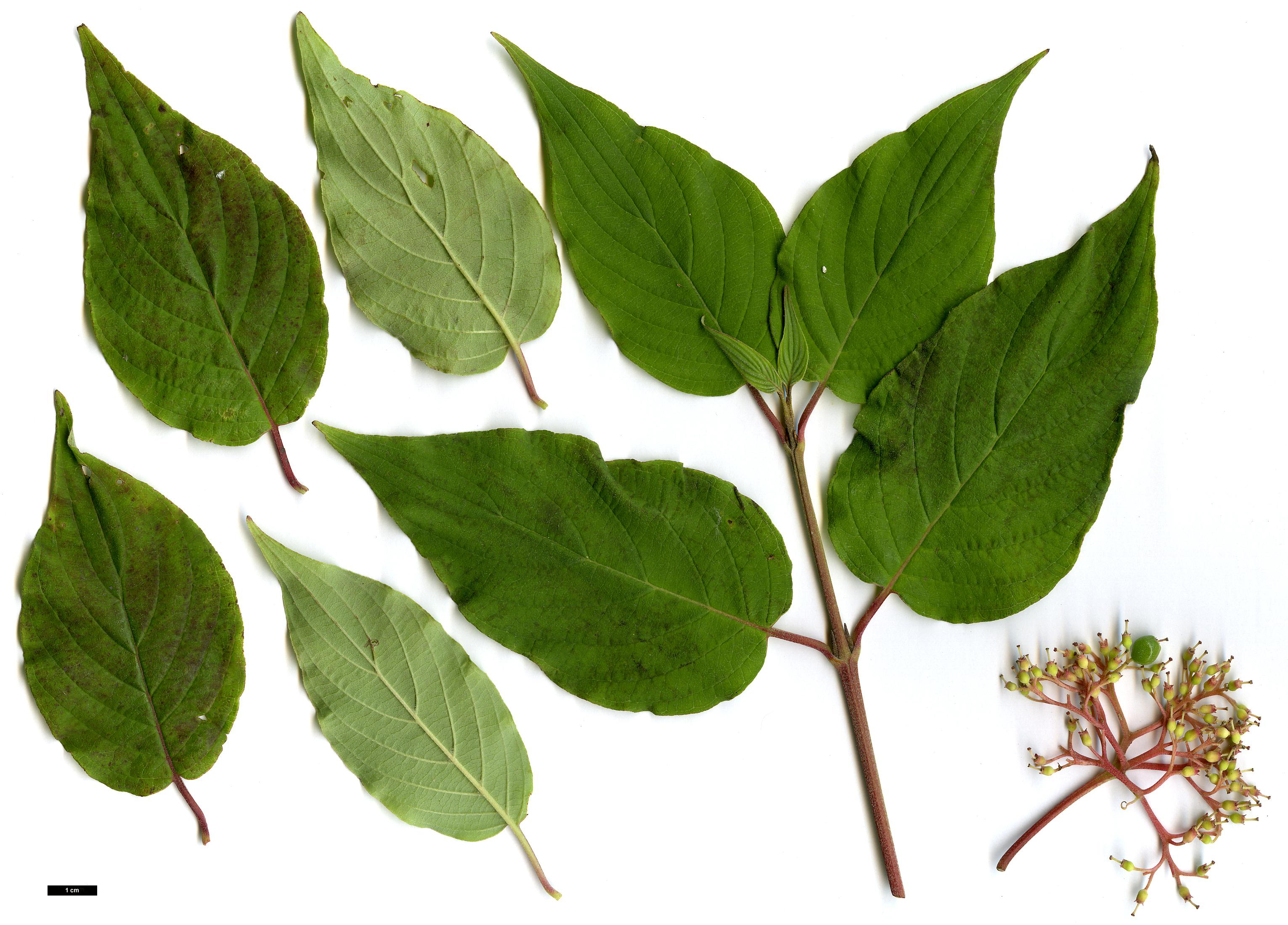 High resolution image: Family: Cornaceae - Genus: Cornus - Taxon: bretschneideri