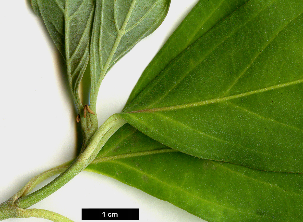 High resolution image: Family: Cornaceae - Genus: Cornus - Taxon: capitata