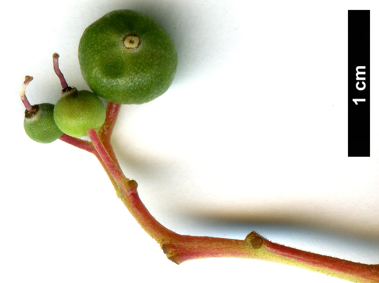 High resolution image: Family: Cornaceae - Genus: Cornus - Taxon: controversa