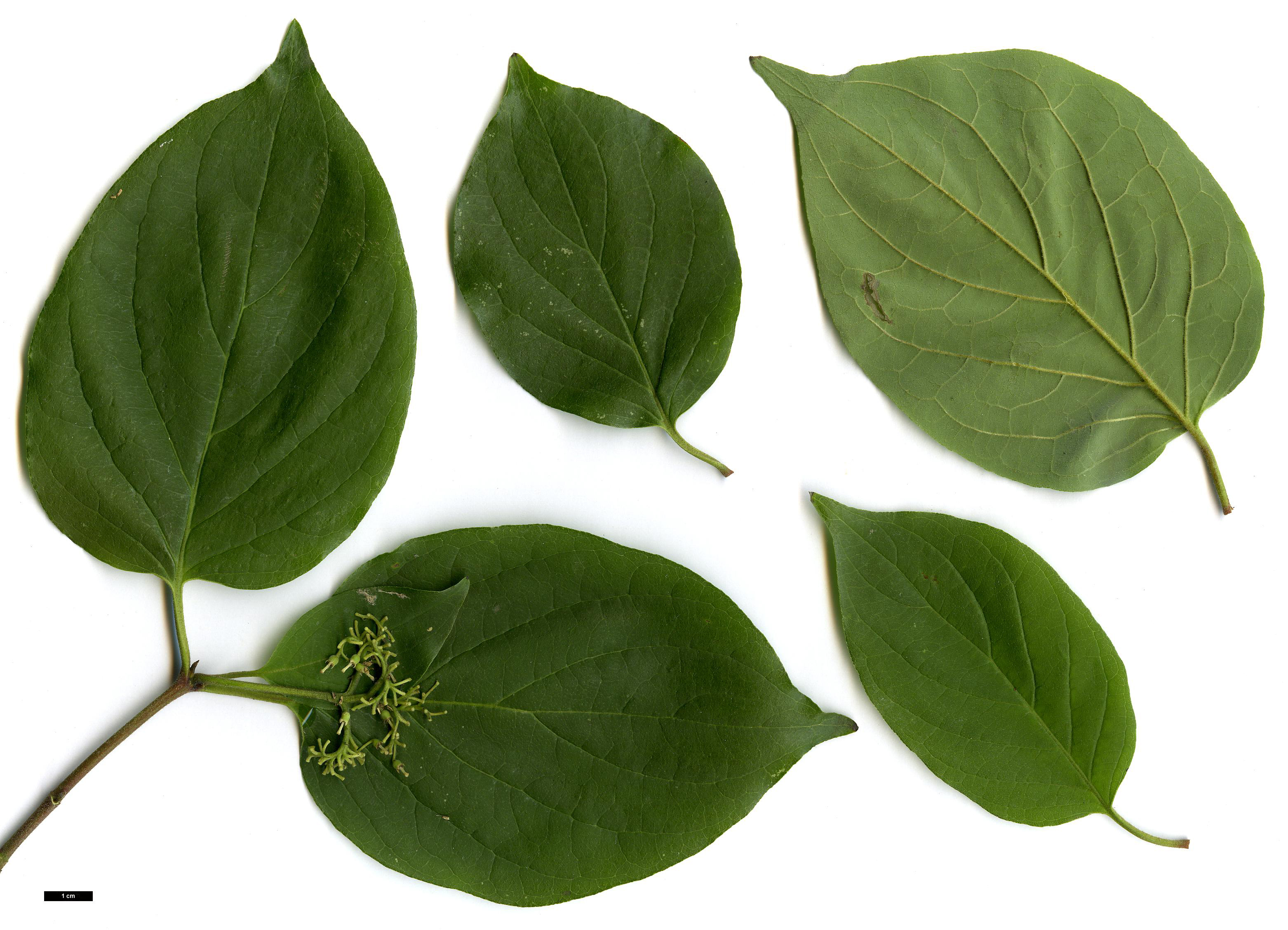 High resolution image: Family: Cornaceae - Genus: Cornus - Taxon: drummondii