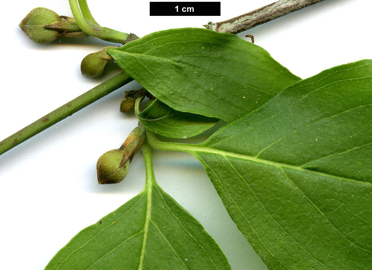 High resolution image: Family: Cornaceae - Genus: Cornus - Taxon: mas