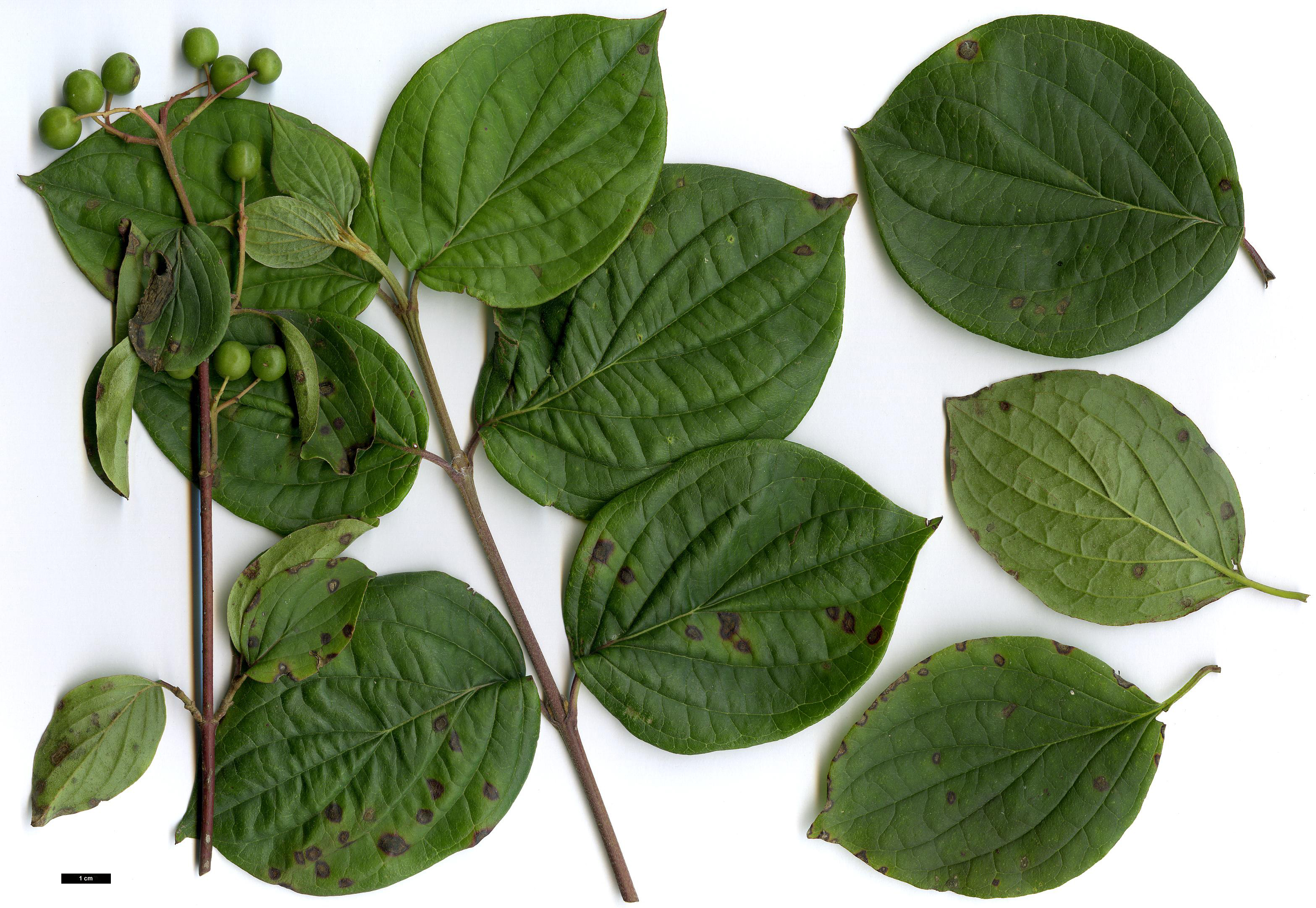 High resolution image: Family: Cornaceae - Genus: Cornus - Taxon: meyeri