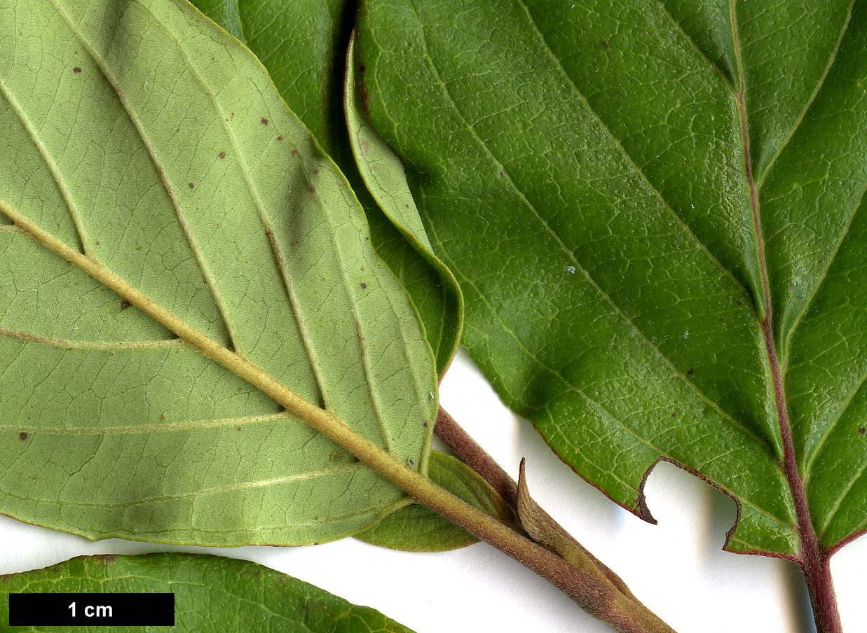 High resolution image: Family: Cornaceae - Genus: Cornus - Taxon: obliqua