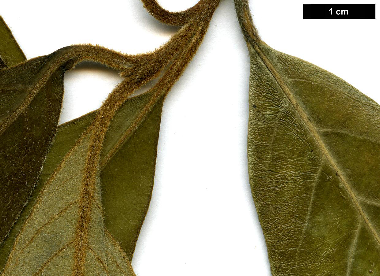 High resolution image: Family: Cornaceae - Genus: Cornus - Taxon: oblonga