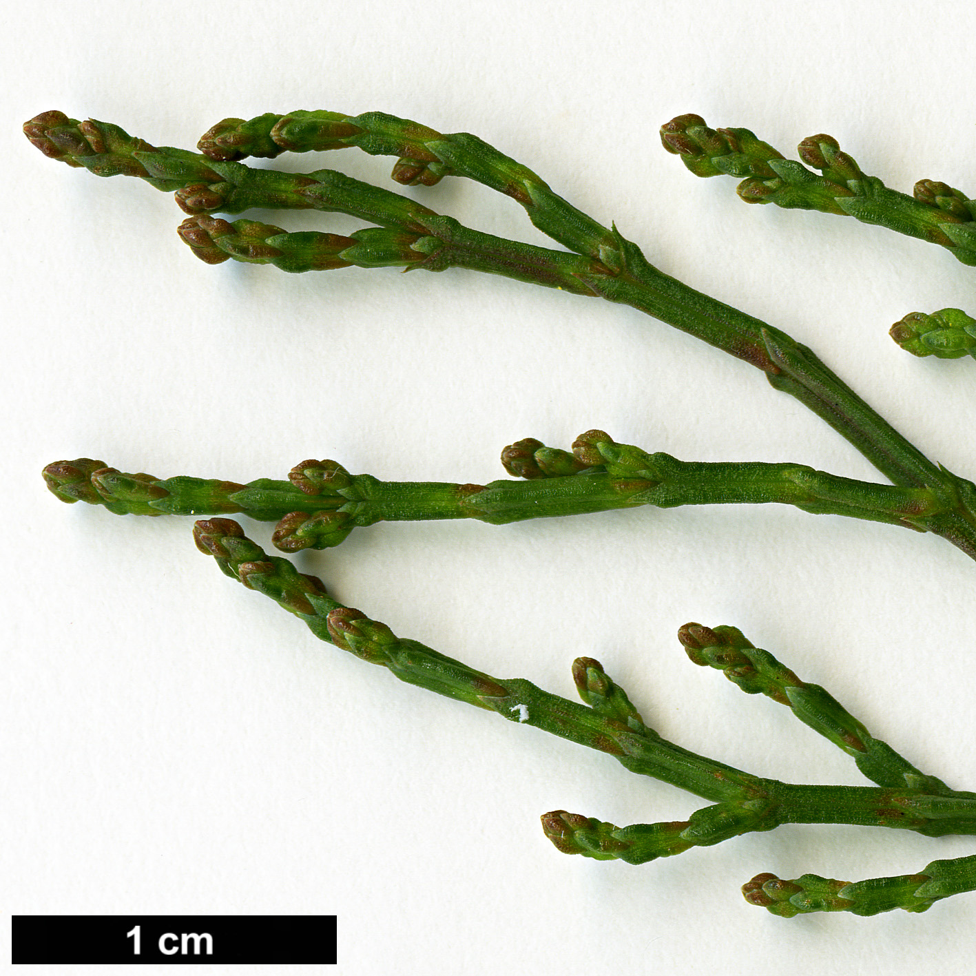 High resolution image: Family: Cupressaceae - Genus: Callitris - Taxon: oblonga