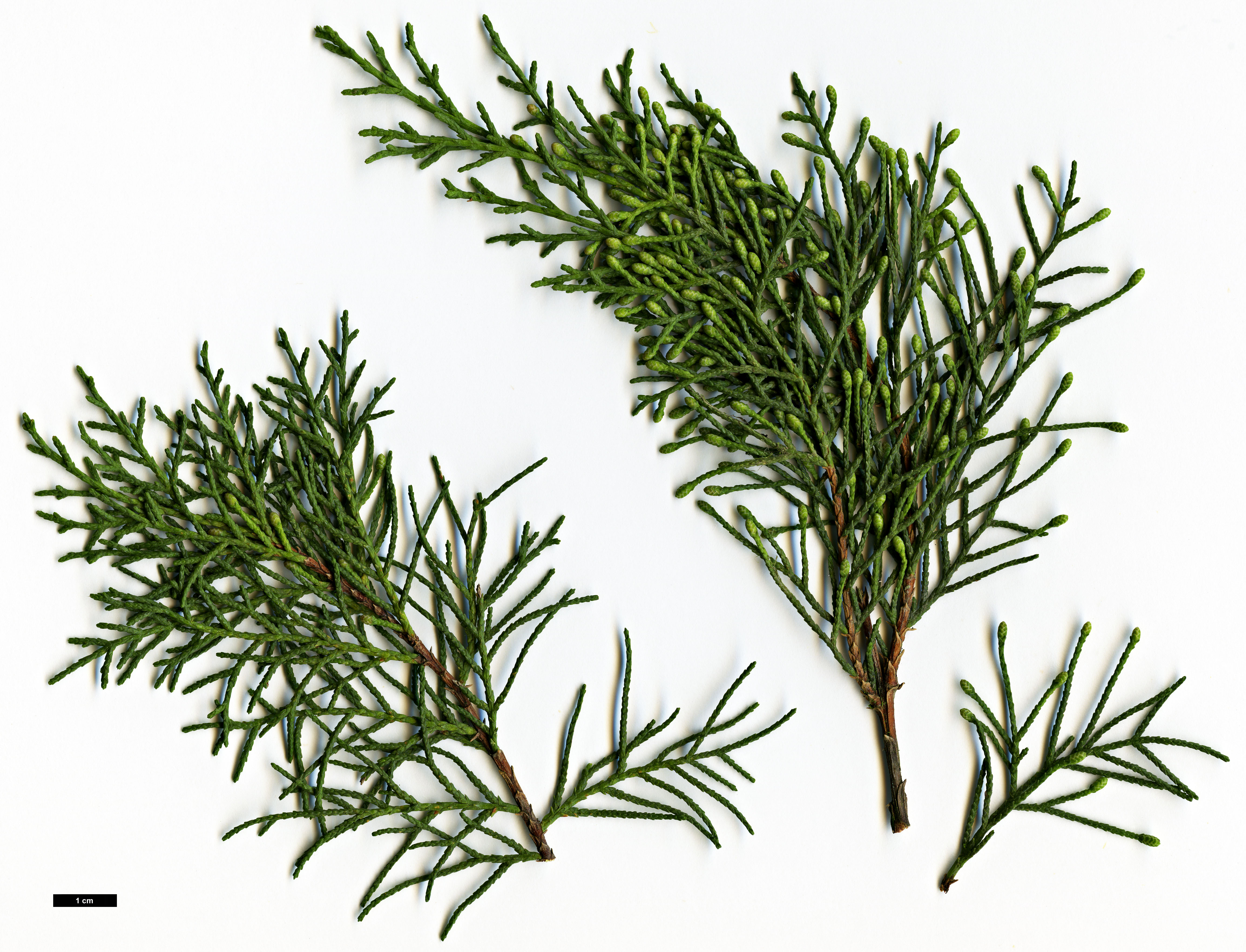 High resolution image: Family: Cupressaceae - Genus: Cupressus - Taxon: sempervirens
