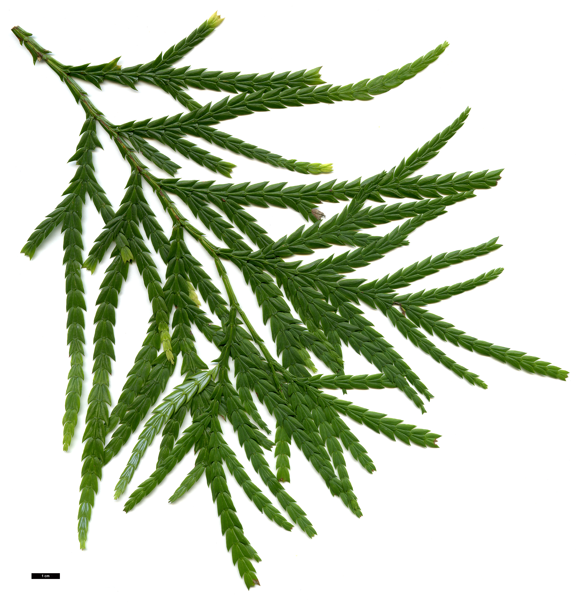 High resolution image: Family: Cupressaceae - Genus: Fokienia - Taxon: hodginsii