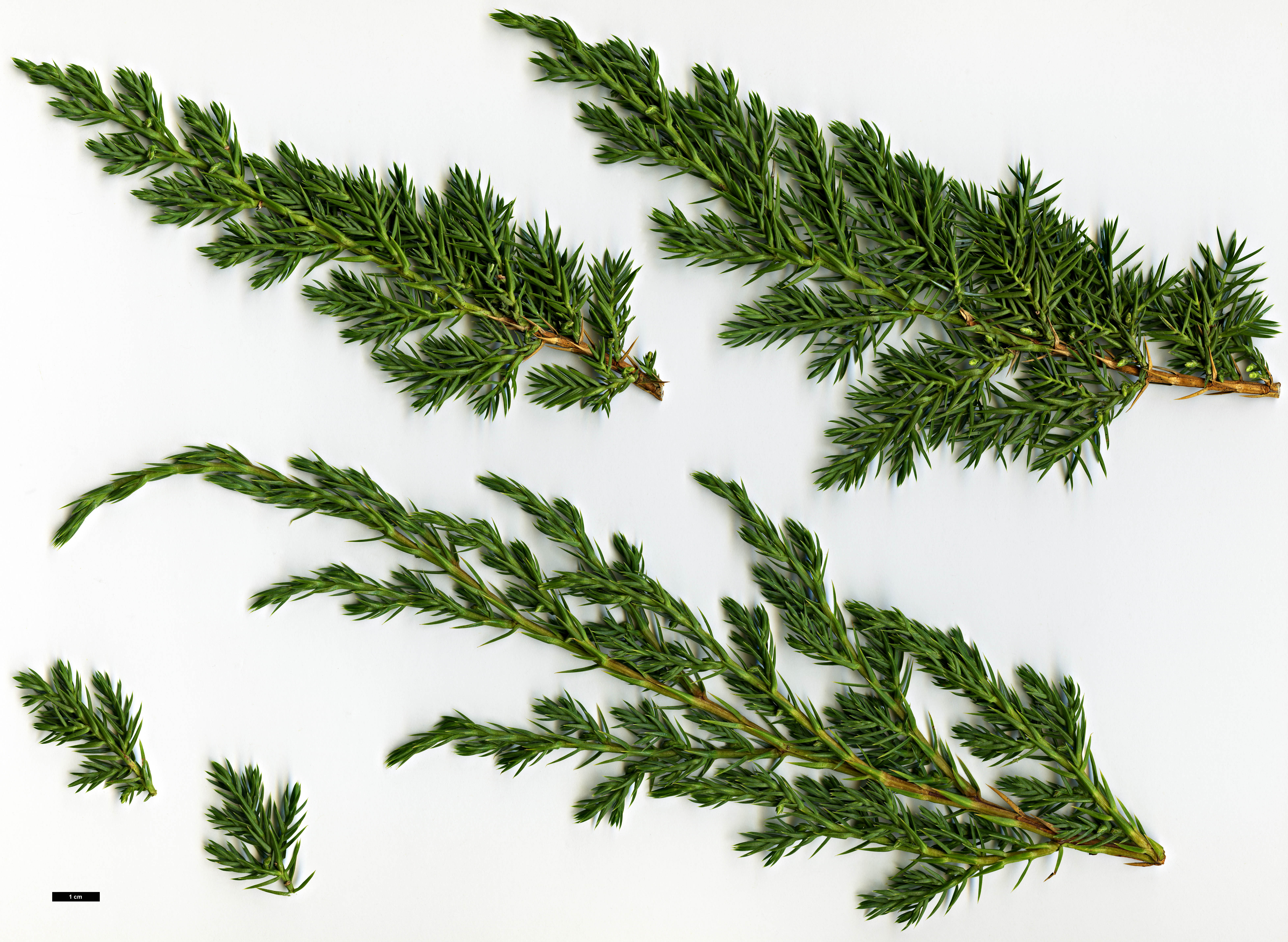 High resolution image: Family: Cupressaceae - Genus: Juniperus - Taxon: squamata - SpeciesSub: 'Hunnetorp'