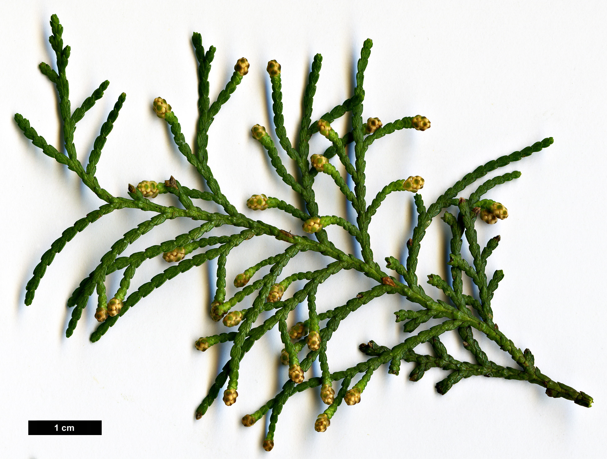 High resolution image: Family: Cupressaceae - Genus: Platycladus - Taxon: orientalis