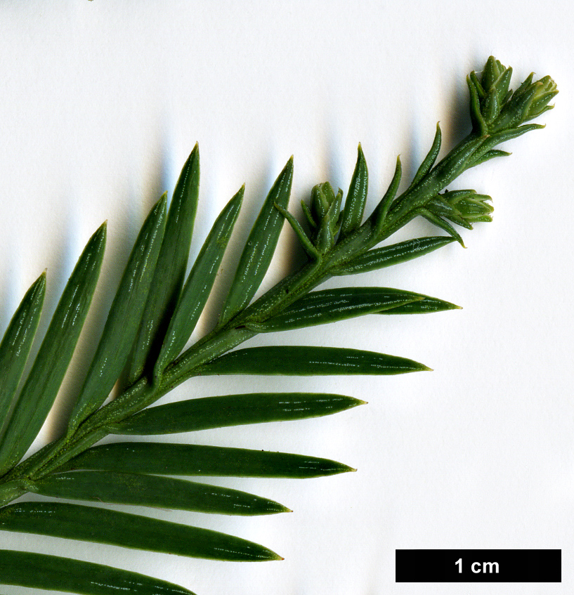 High resolution image: Family: Cupressaceae - Genus: Sequoia - Taxon: sempervirens