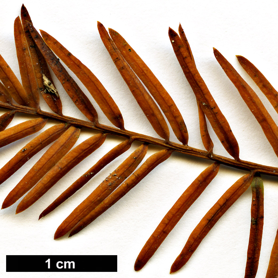 High resolution image: Family: Cupressaceae - Genus: Taxodium - Taxon: distichum