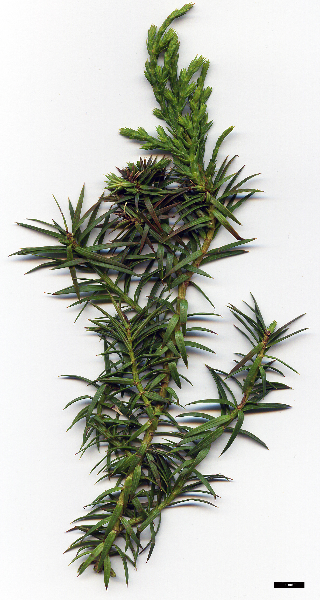 High resolution image: Family: Cupressaceae - Genus: Xanthocyparis - Taxon: vietnamensis