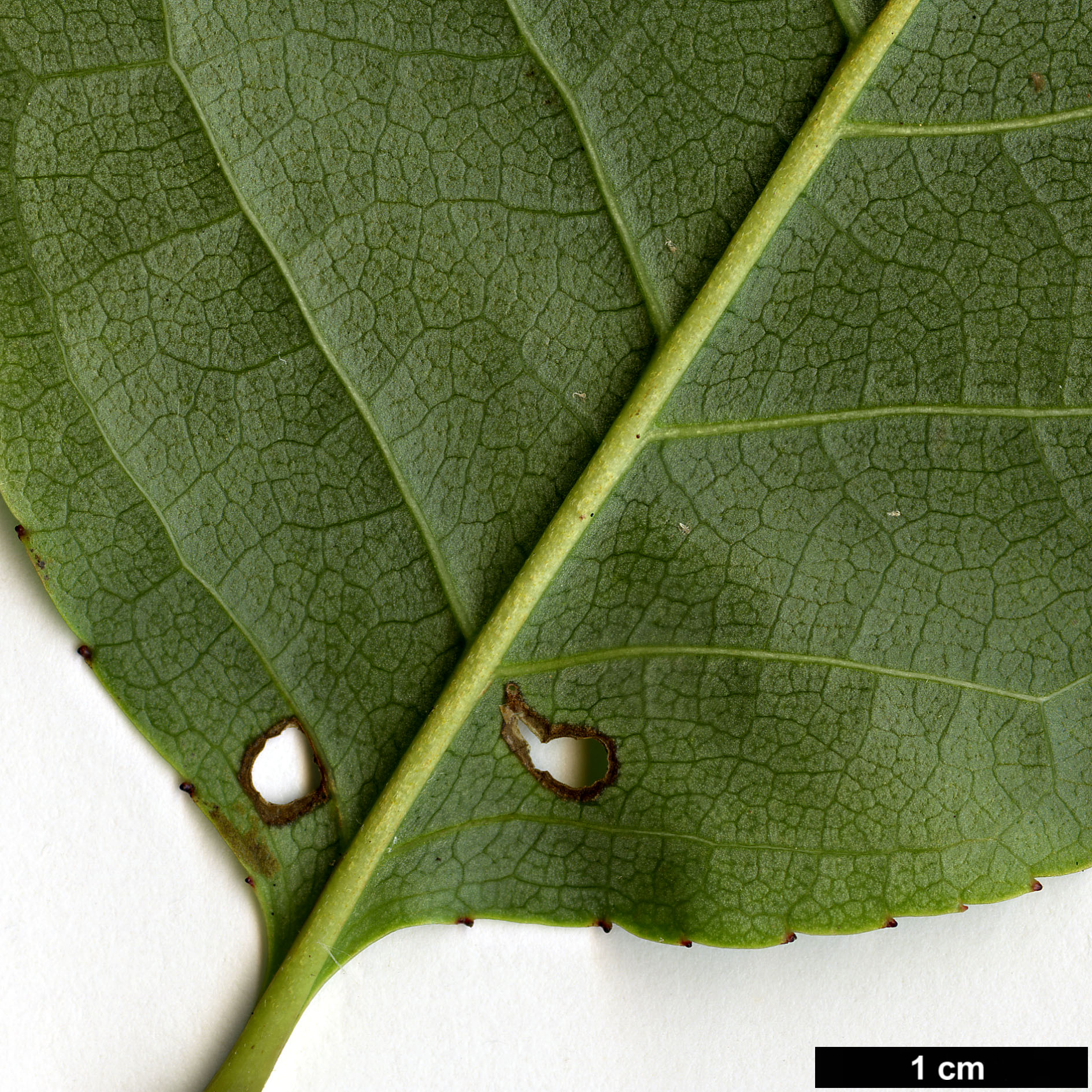 High resolution image: Family: Dipentodontaceae - Genus: Dipentodon - Taxon: sinicus
