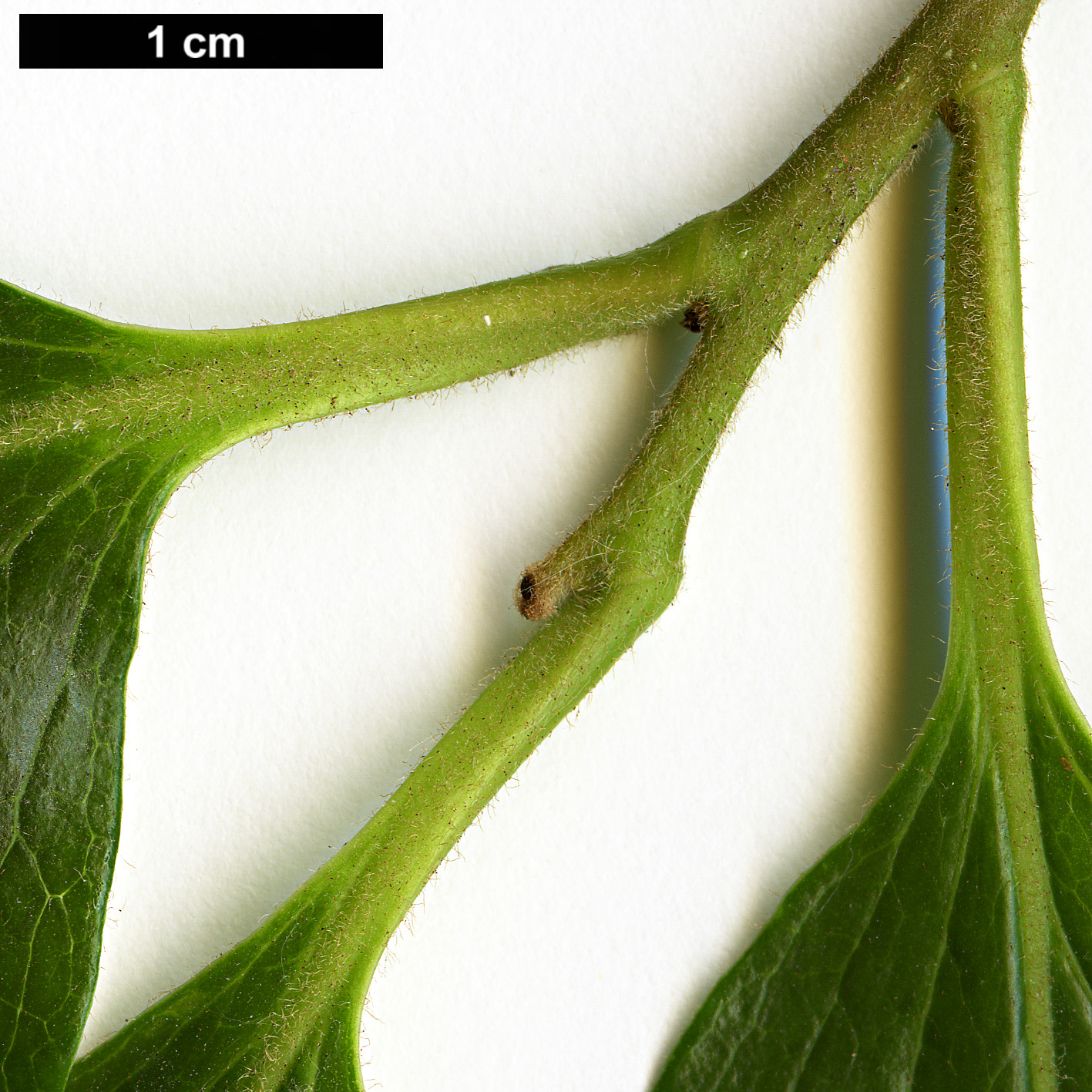 High resolution image: Family: Ebenaceae - Genus: Diospyros - Taxon: kaki