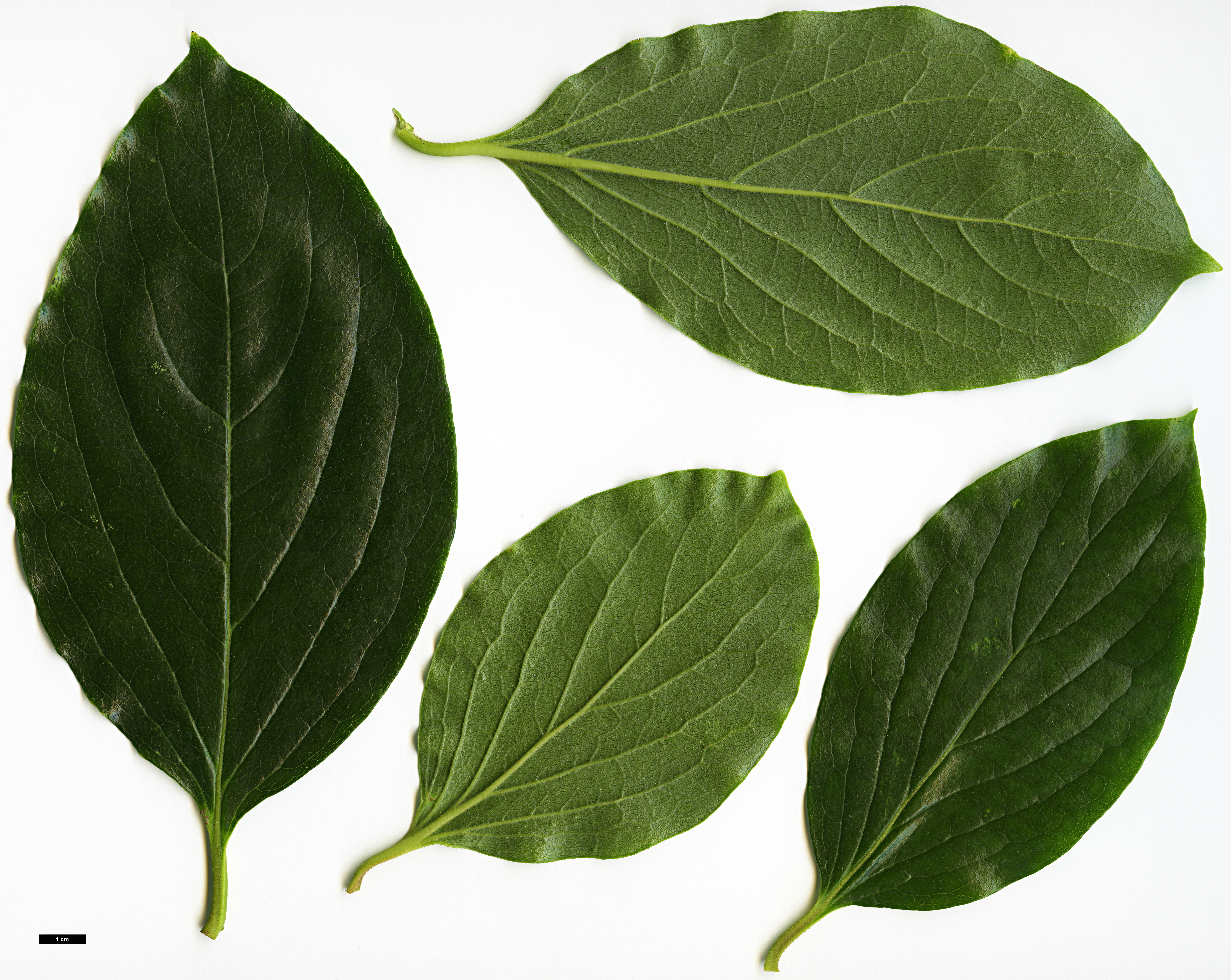 High resolution image: Family: Ebenaceae - Genus: Diospyros - Taxon: kaki
