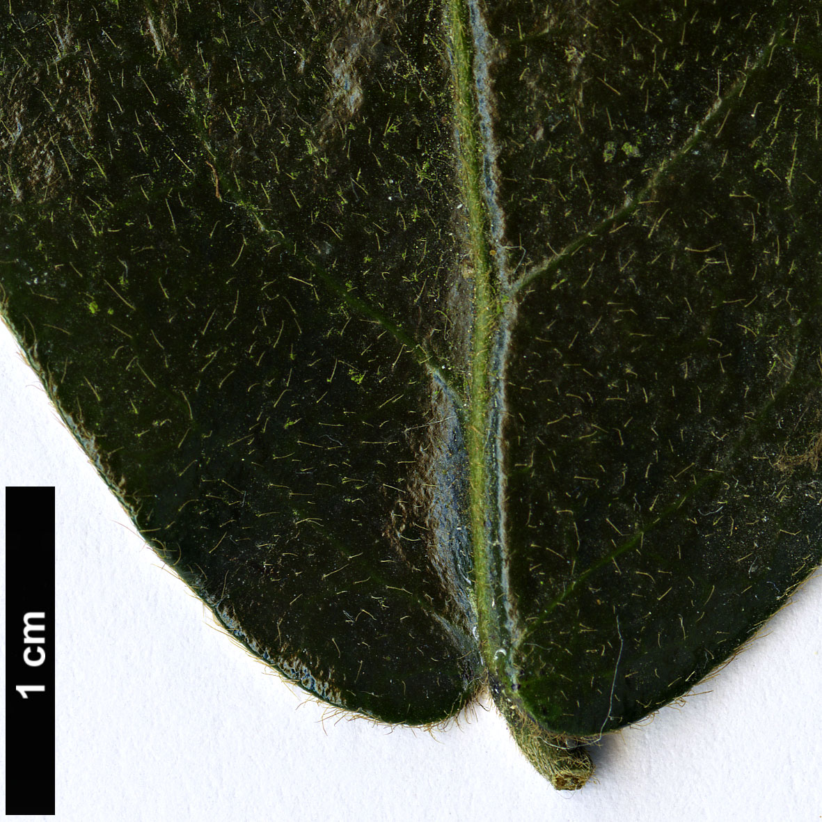 High resolution image: Family: Ebenaceae - Genus: Diospyros - Taxon: whyteana
