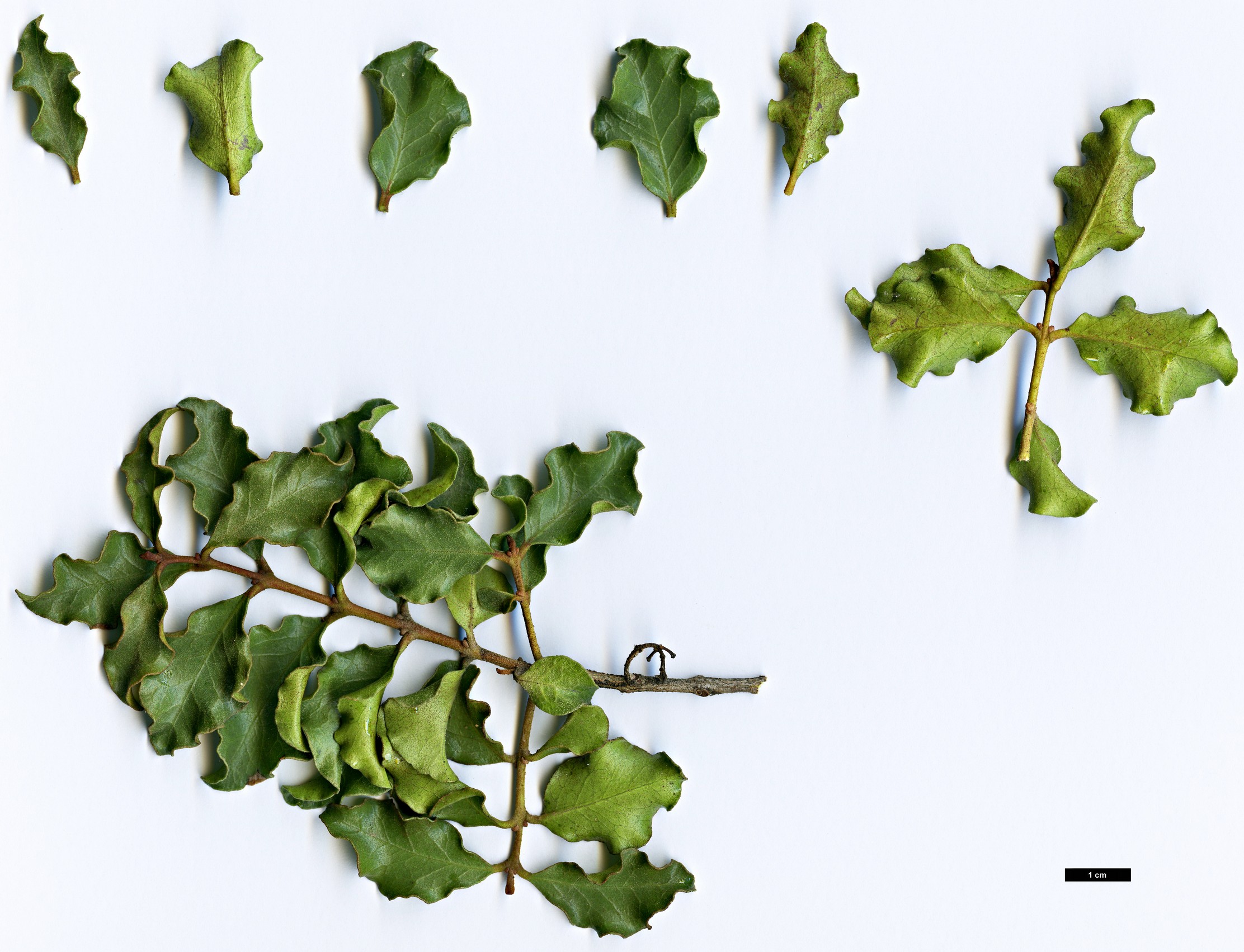 High resolution image: Family: Ebenaceae - Genus: Euclea - Taxon: undulata