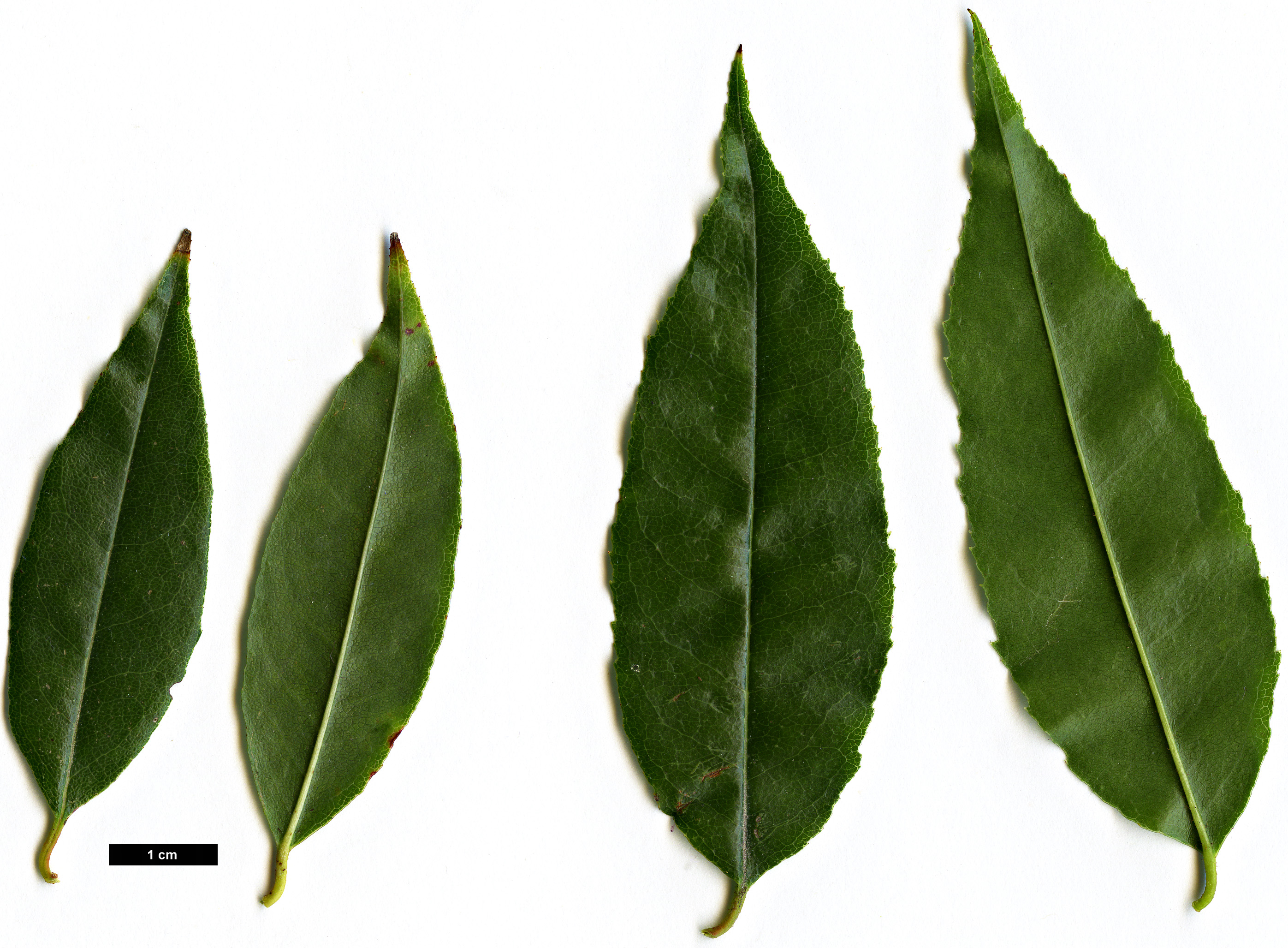 High resolution image: Family: Ericaceae - Genus: Agarista - Taxon: populifolia
