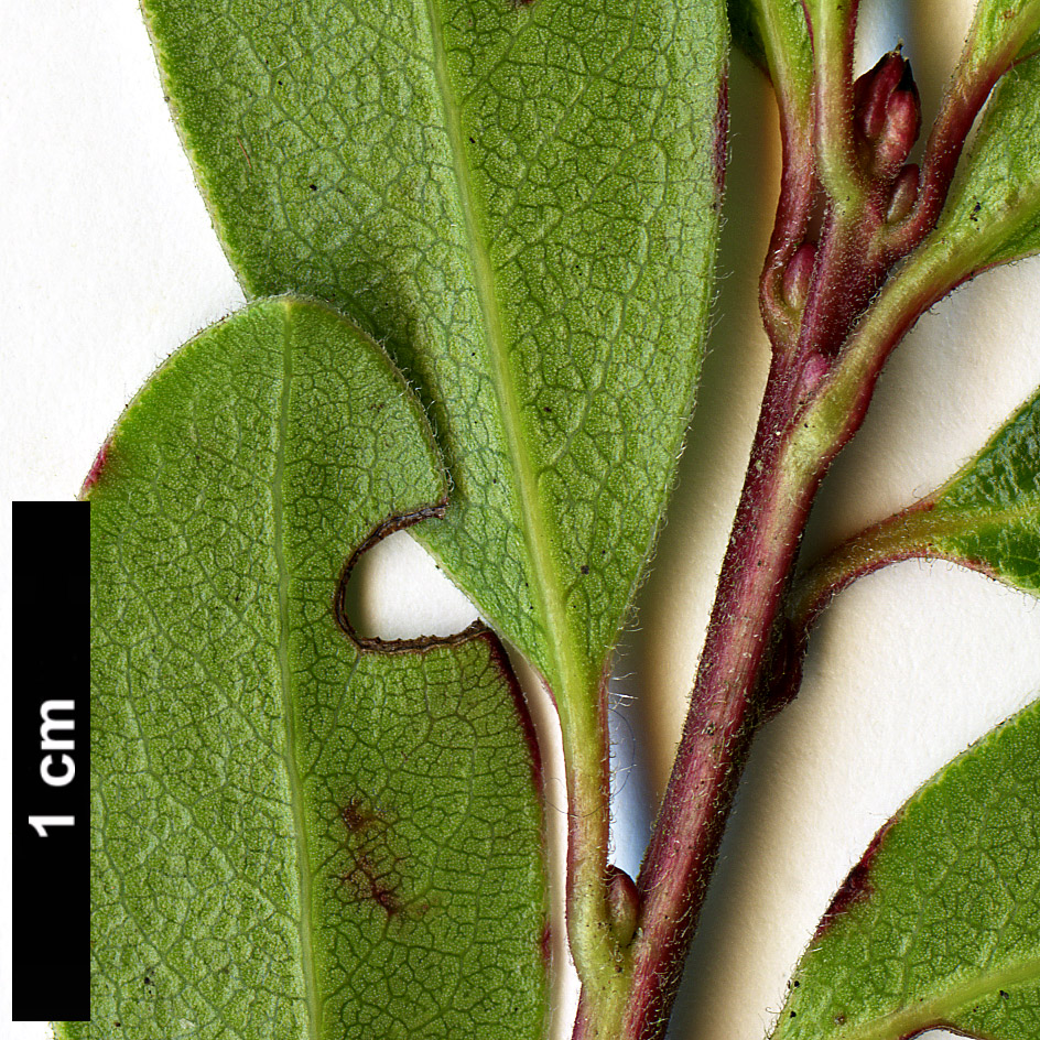 High resolution image: Family: Ericaceae - Genus: Arctostaphylos - Taxon: uva-ursi