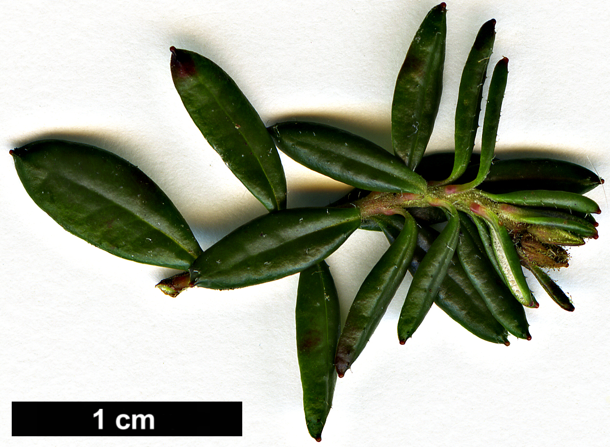High resolution image: Family: Ericaceae - Genus: Daboecia - Taxon: cantabrica