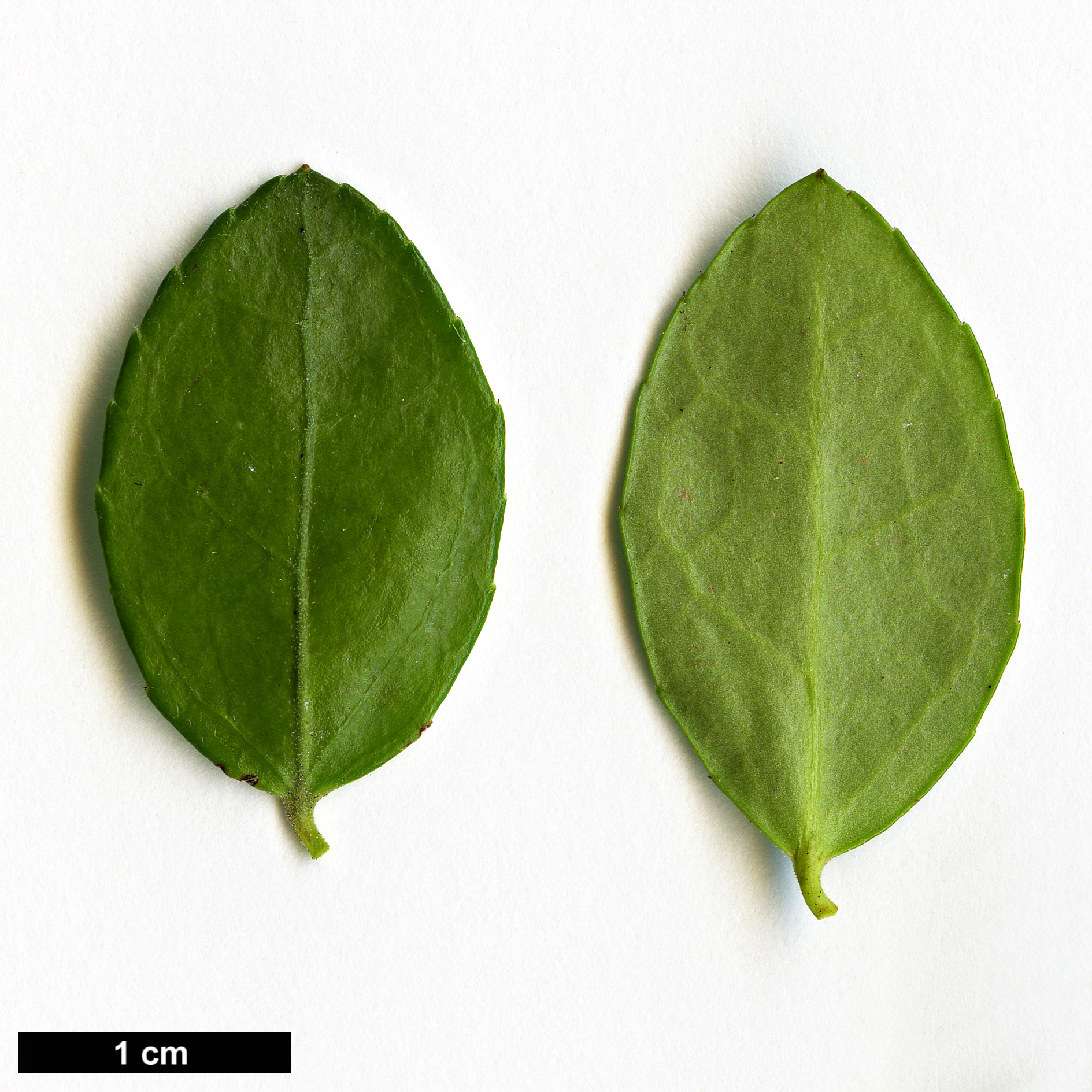 High resolution image: Family: Ericaceae - Genus: Gaylussacia - Taxon: brachycera