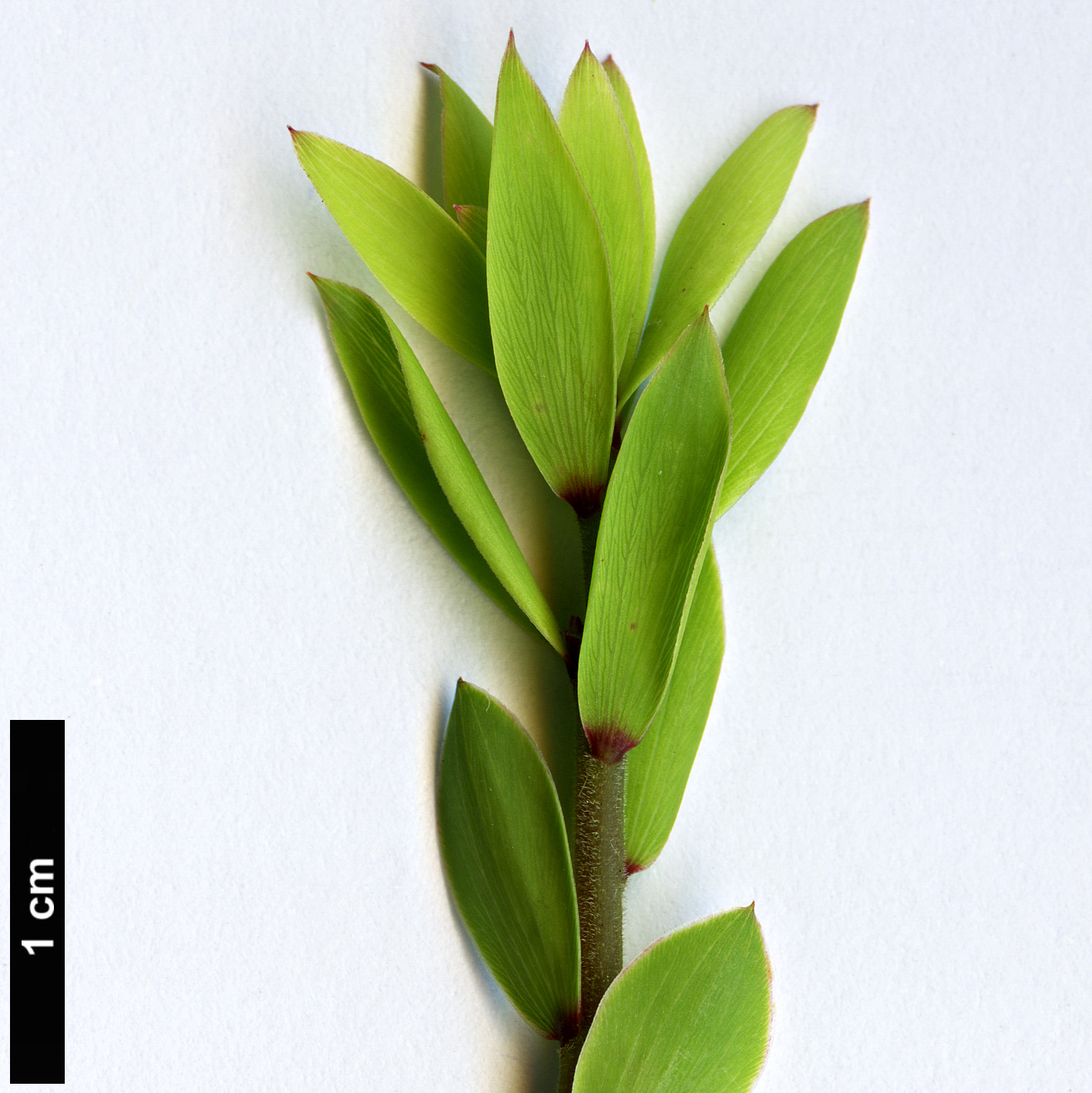 High resolution image: Family: Ericaceae - Genus: Leucopogon - Taxon: fasciculatus