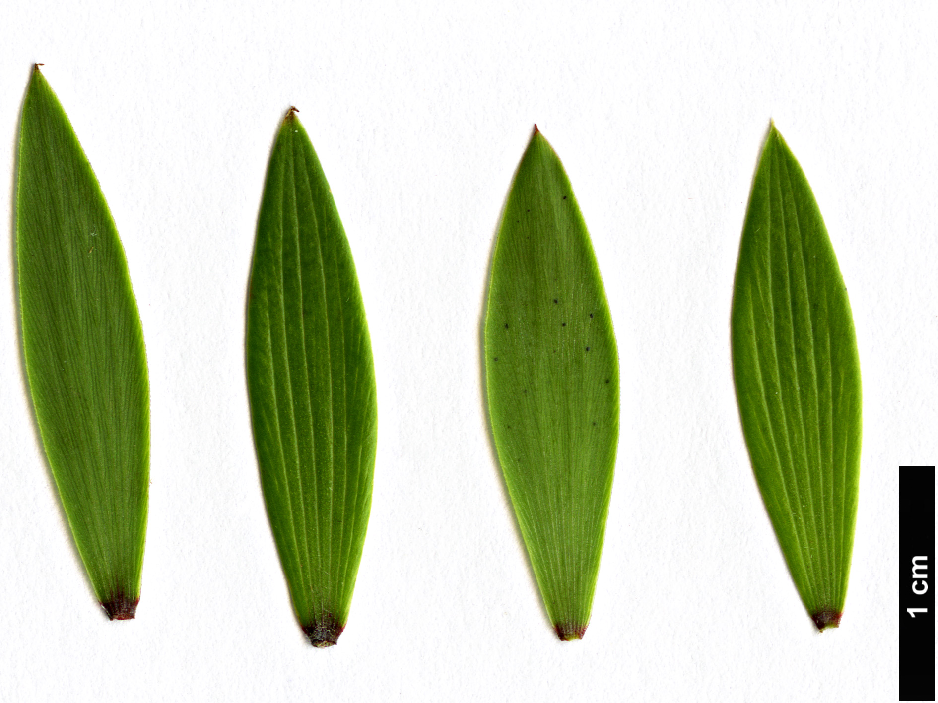 High resolution image: Family: Ericaceae - Genus: Leucopogon - Taxon: fasciculatus