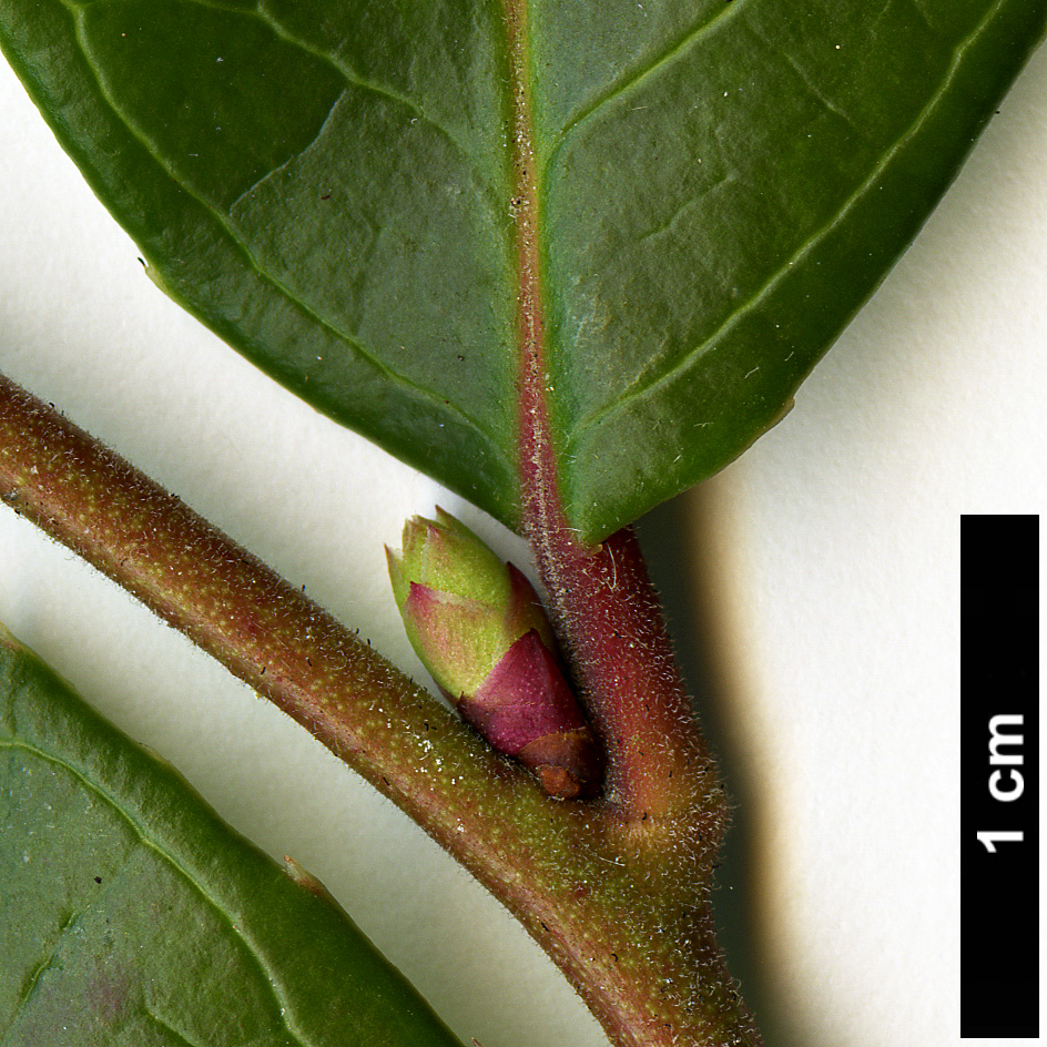 High resolution image: Family: Ericaceae - Genus: Leucothoë - Taxon: axillaris