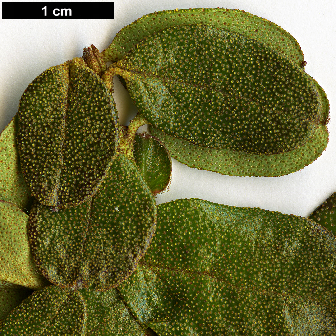 High resolution image: Family: Ericaceae - Genus: Rhododendron - Taxon: amundsenianum