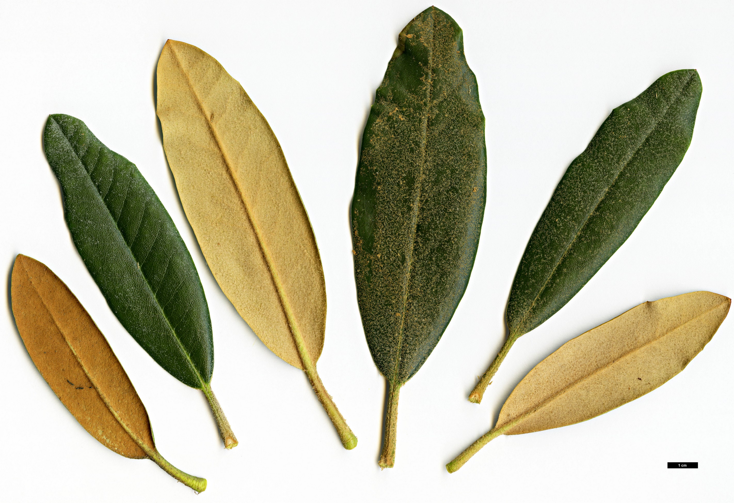 High resolution image: Family: Ericaceae - Genus: Rhododendron - Taxon: bureavioides