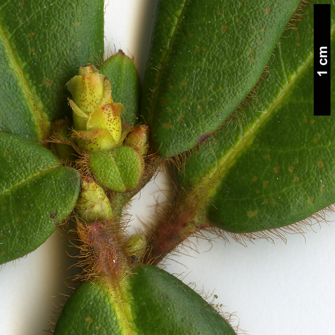 High resolution image: Family: Ericaceae - Genus: Rhododendron - Taxon: changii
