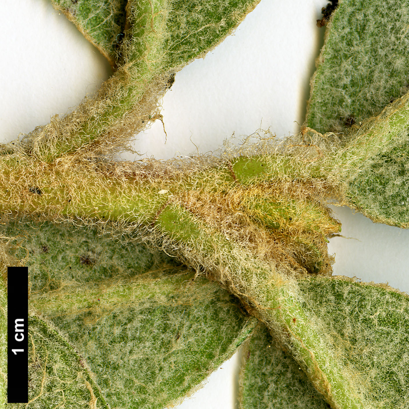 High resolution image: Family: Ericaceae - Genus: Rhododendron - Taxon: edgeworthii