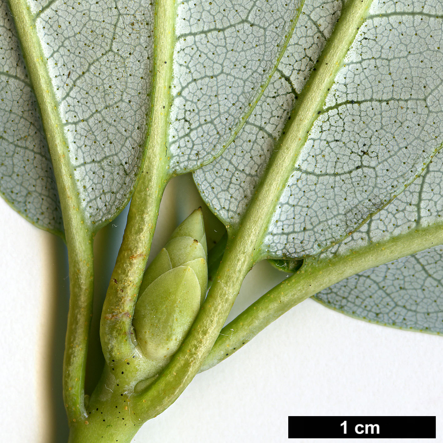 High resolution image: Family: Ericaceae - Genus: Rhododendron - Taxon: genestierianum