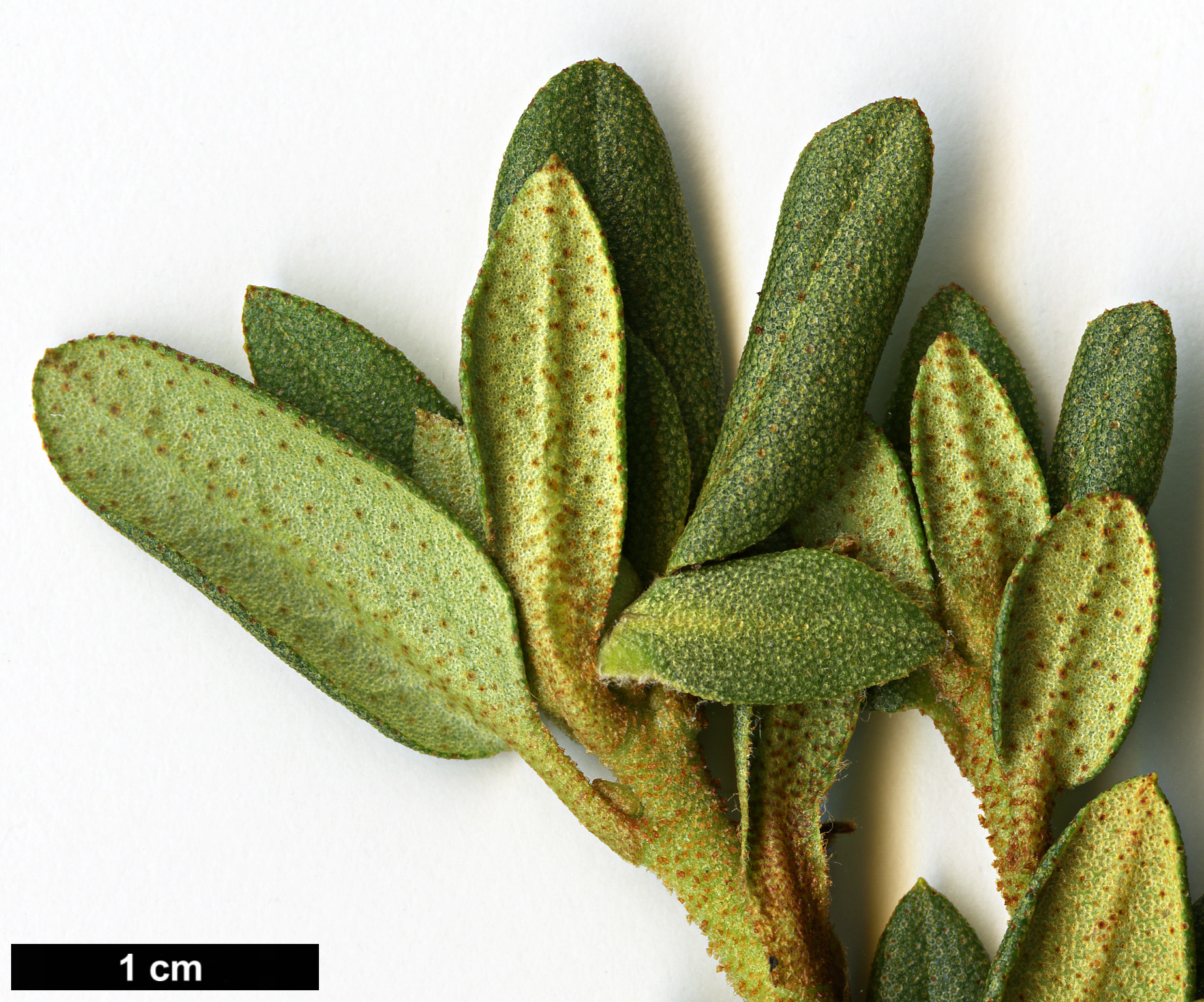 High resolution image: Family: Ericaceae - Genus: Rhododendron - Taxon: intricatum
