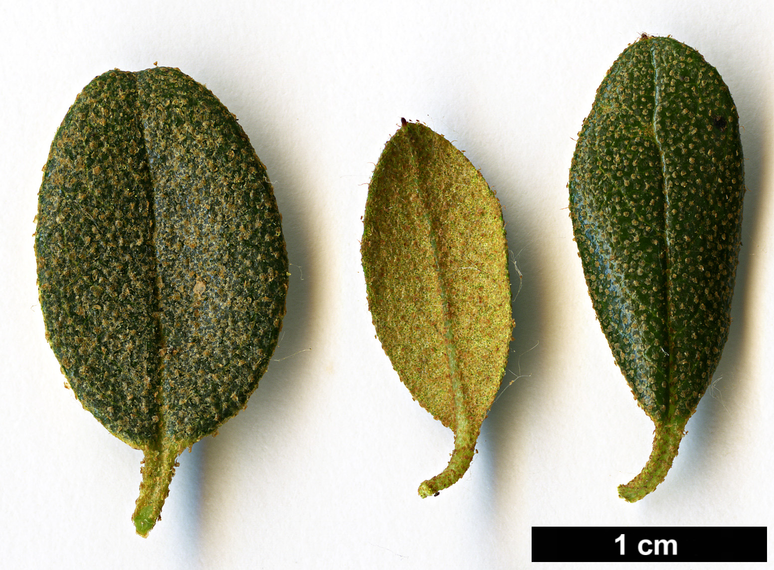 High resolution image: Family: Ericaceae - Genus: Rhododendron - Taxon: kongboense