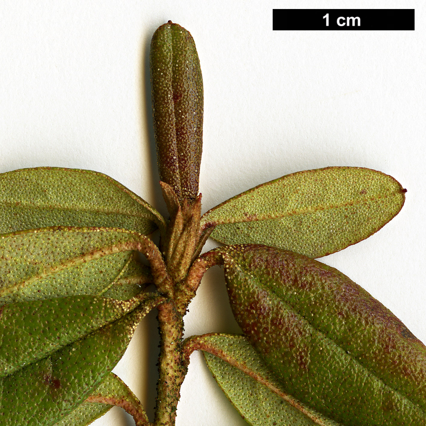 High resolution image: Family: Ericaceae - Genus: Rhododendron - Taxon: russatum