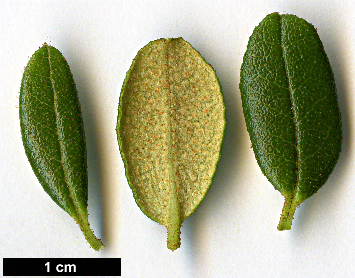 High resolution image: Family: Ericaceae - Genus: Rhododendron - Taxon: sargentianum