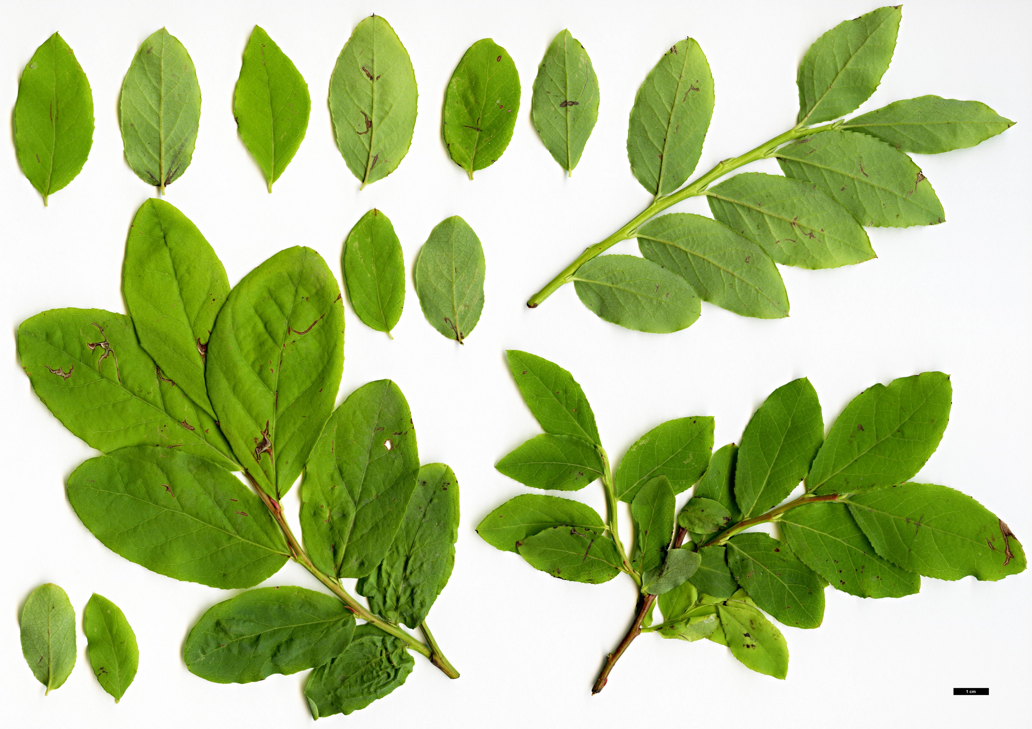 High resolution image: Family: Ericaceae - Genus: Vaccinium - Taxon: alaskaense