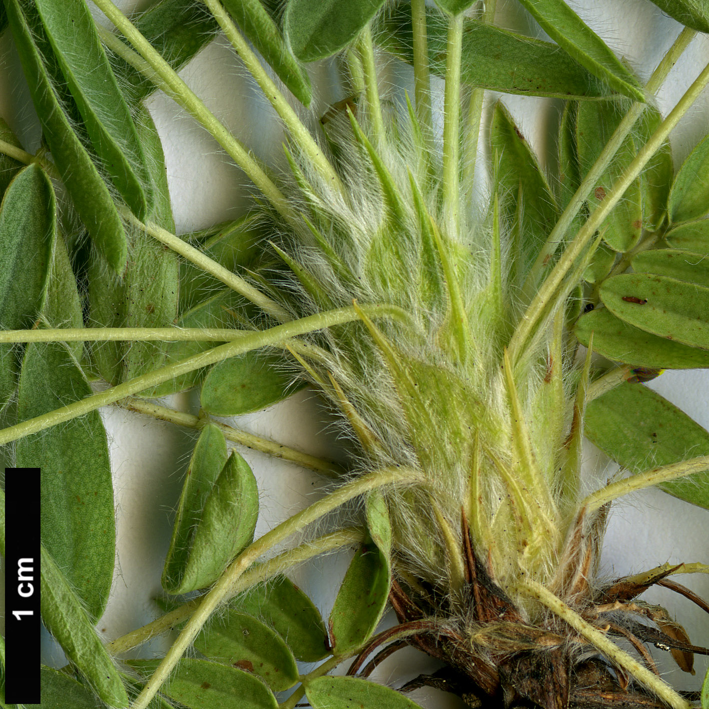 High resolution image: Family: Fabaceae - Genus: Caragana - Taxon: jubata