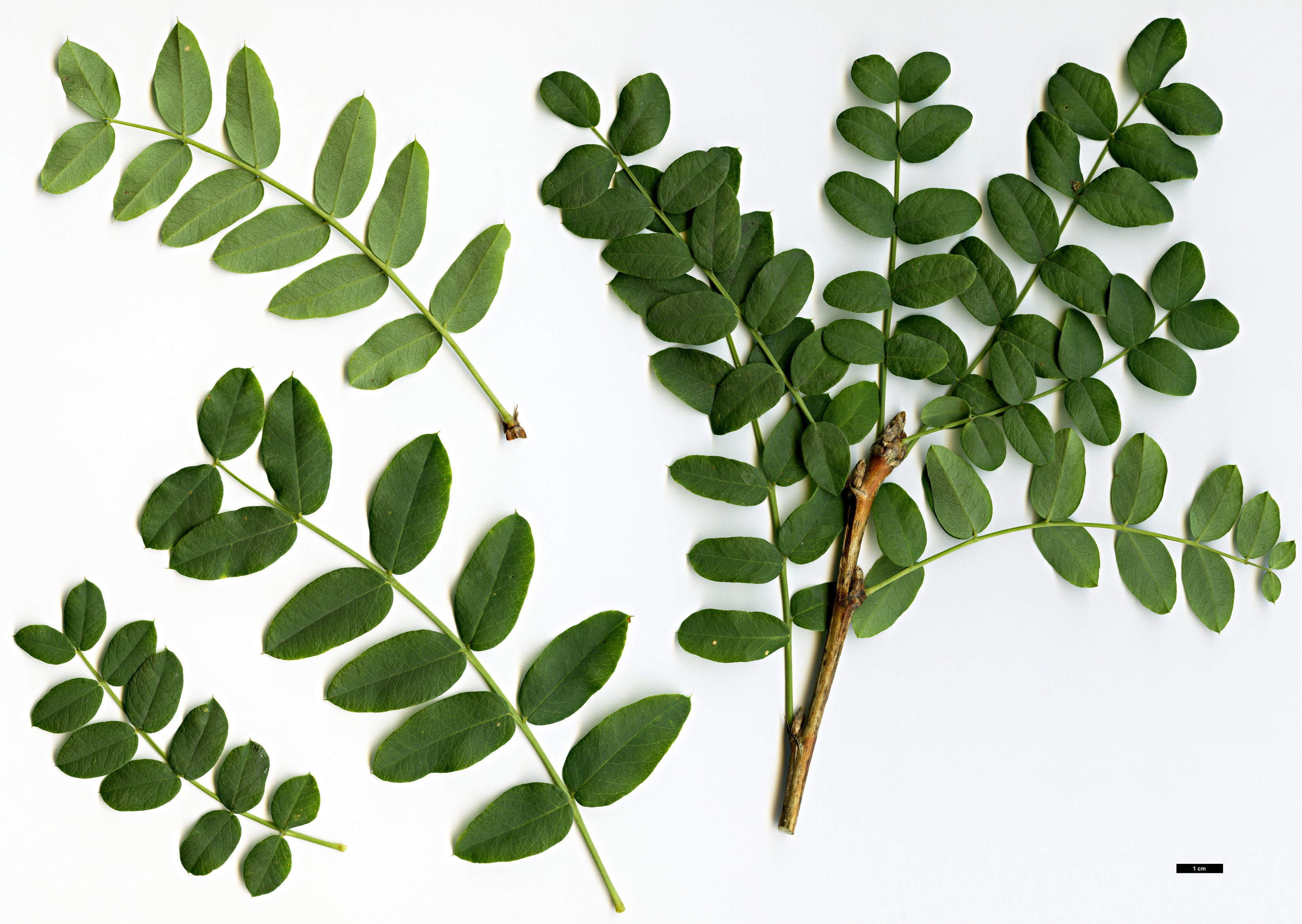 High resolution image: Family: Fabaceae - Genus: Caragana - Taxon: turkestanica