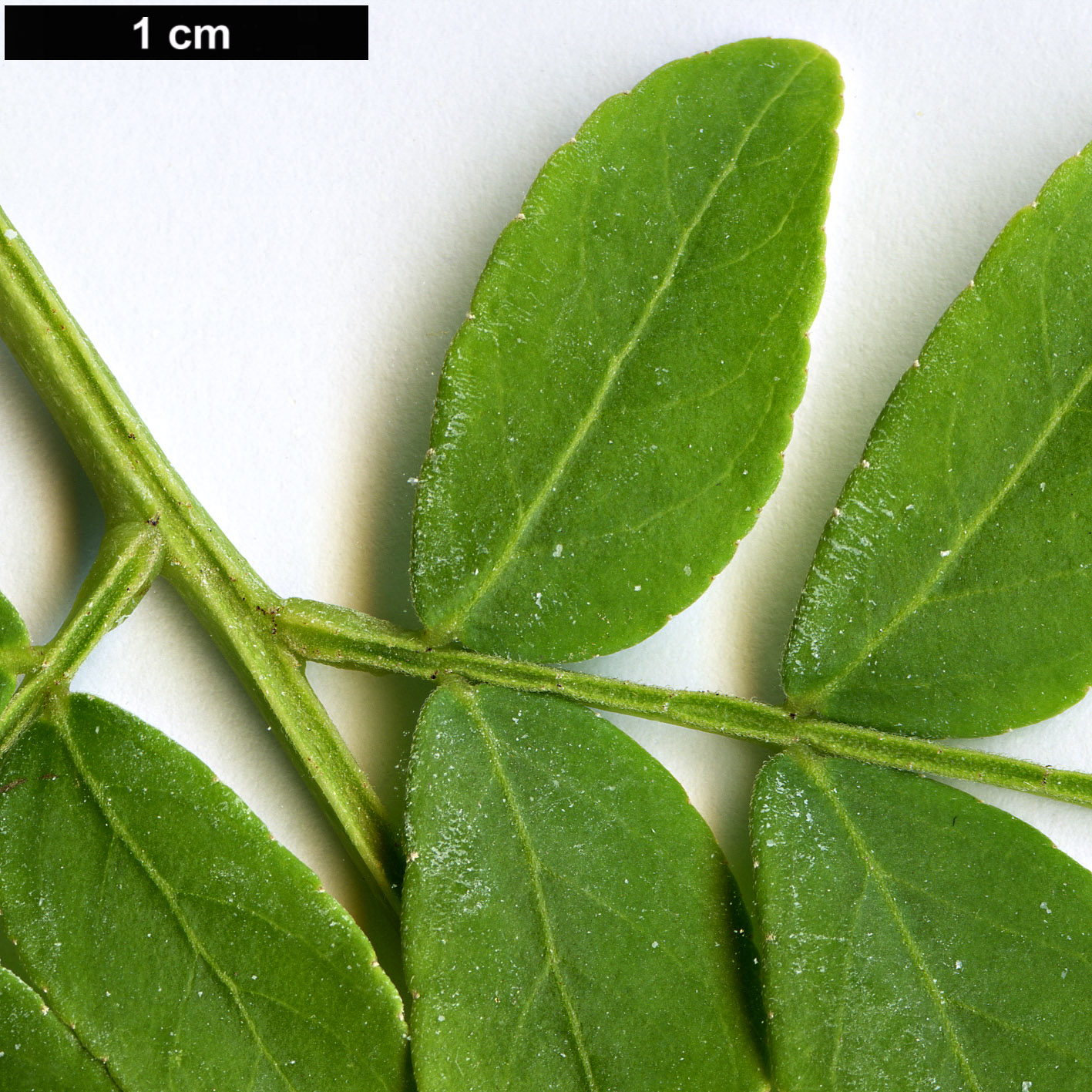 High resolution image: Family: Fabaceae - Genus: Gleditsia - Taxon: japonica