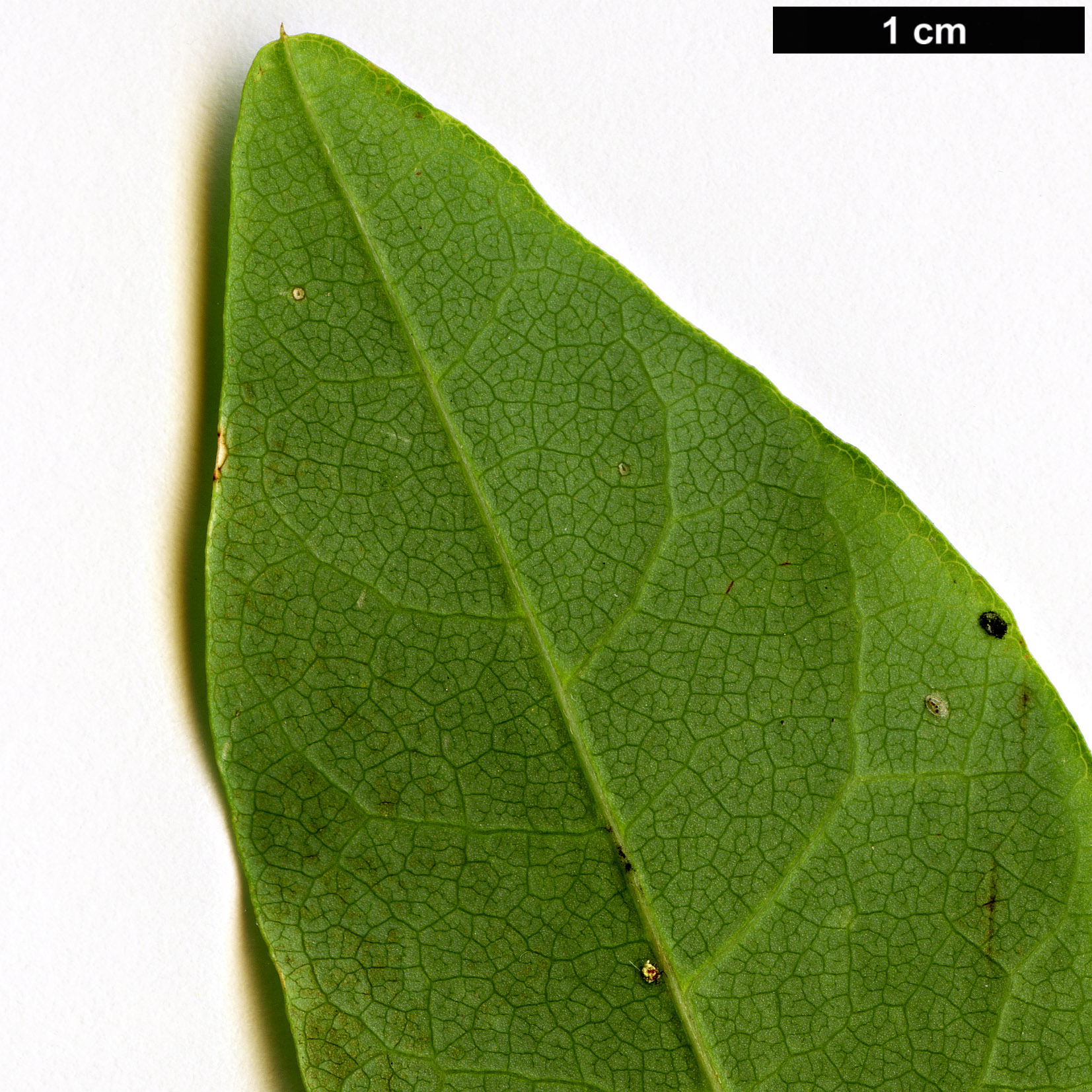 High resolution image: Family: Fabaceae - Genus: Hardenbergia - Taxon: comptoniana