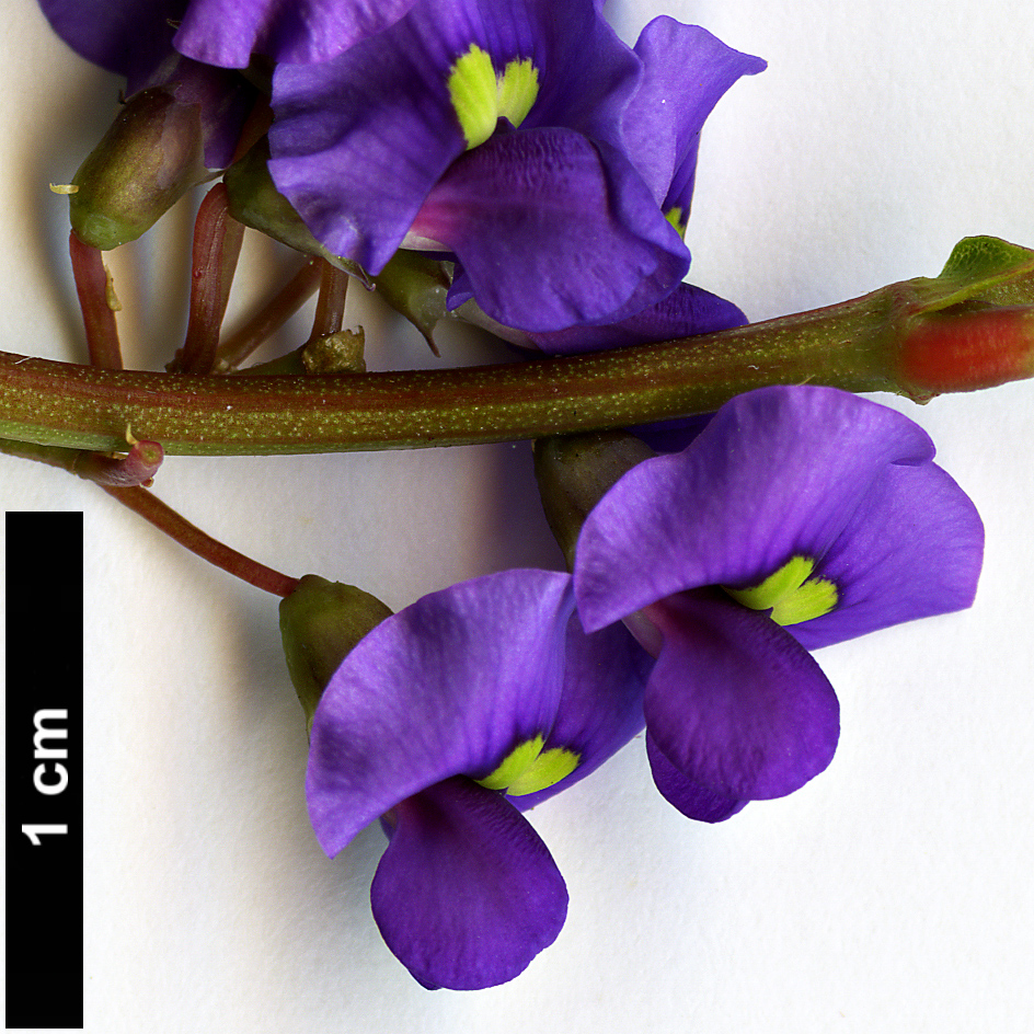 High resolution image: Family: Fabaceae - Genus: Hardenbergia - Taxon: violacea