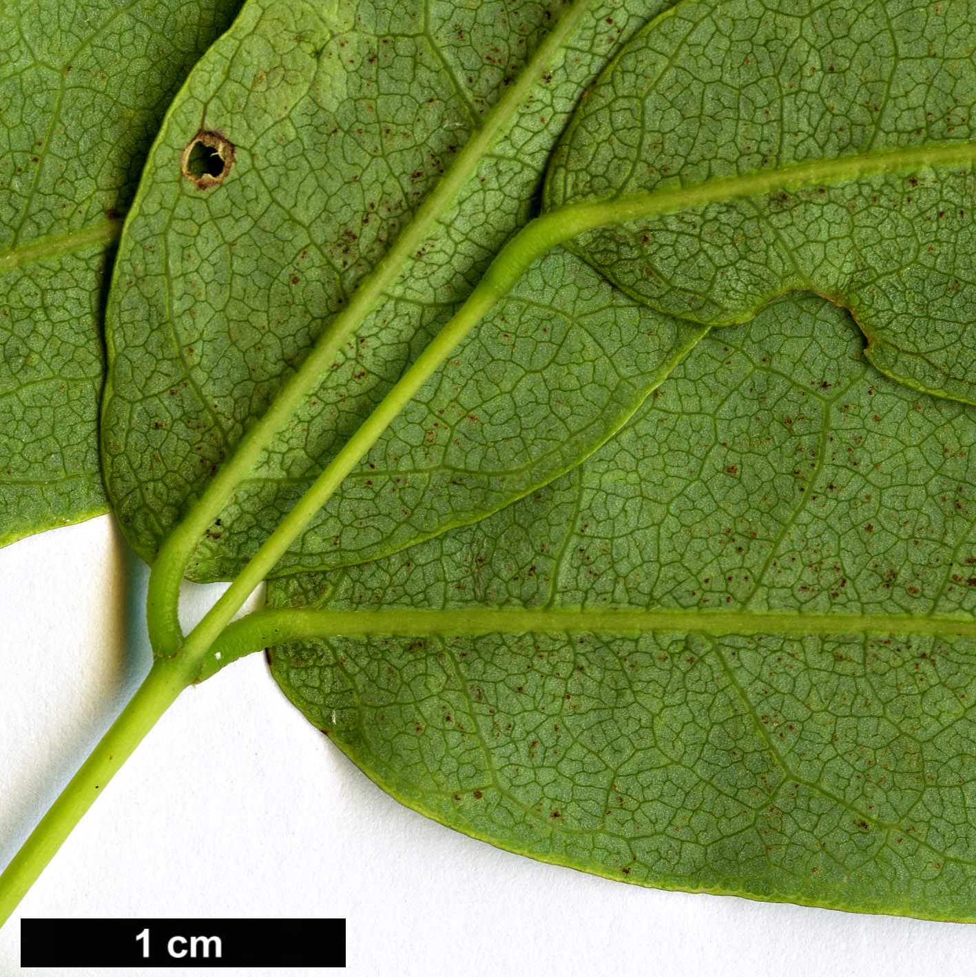 High resolution image: Family: Fabaceae - Genus: Maackia - Taxon: taiwanensis