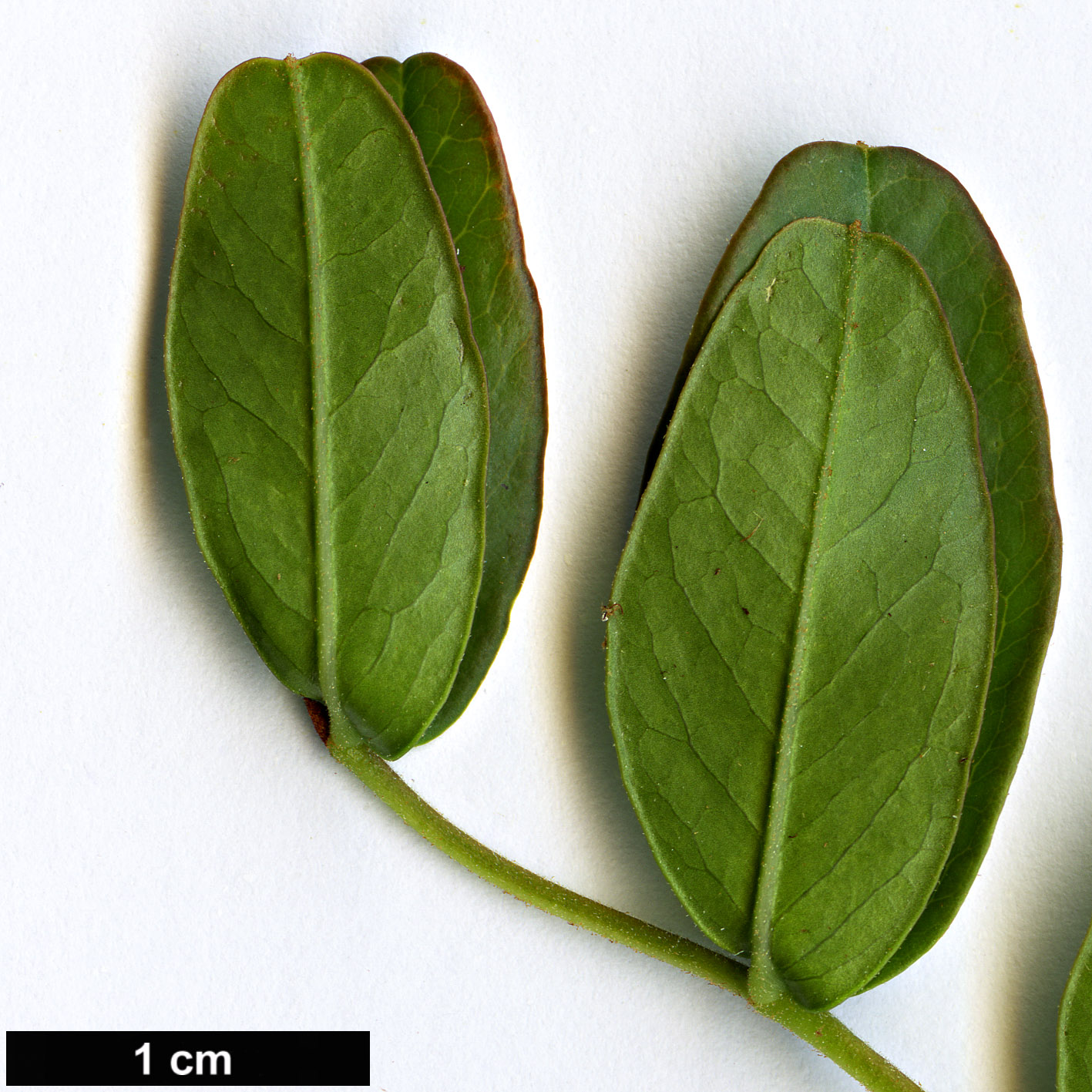 High resolution image: Family: Fabaceae - Genus: Tara - Taxon: spinosa
